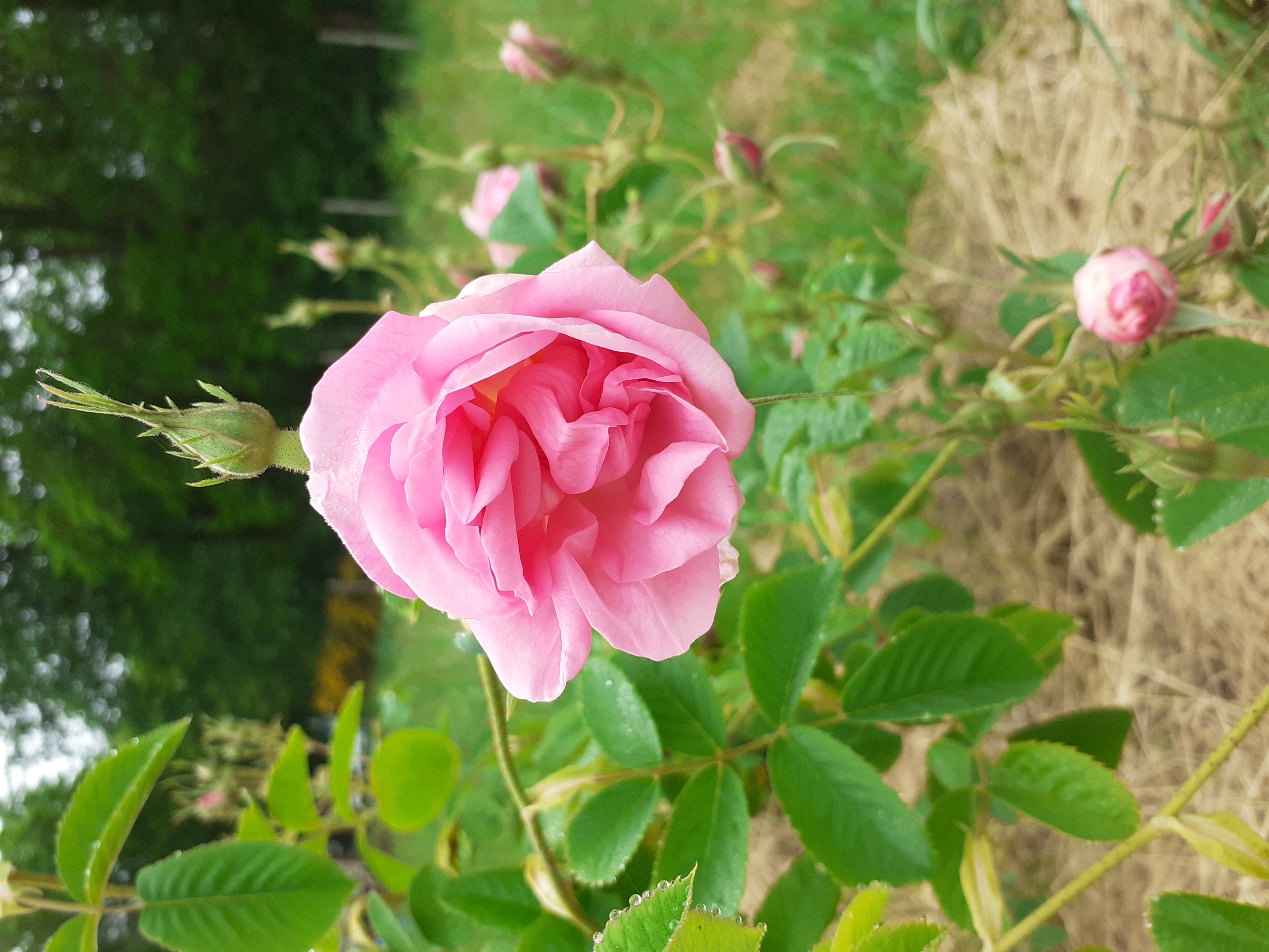 Les Jardins d'Achilléa