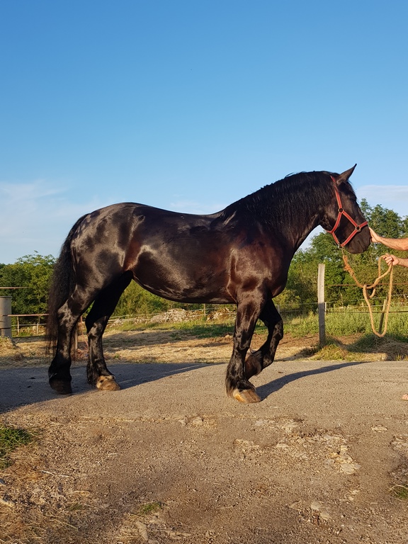 Balade en calèche sur le Causse de Limogne, Promilhanes - photo 2
