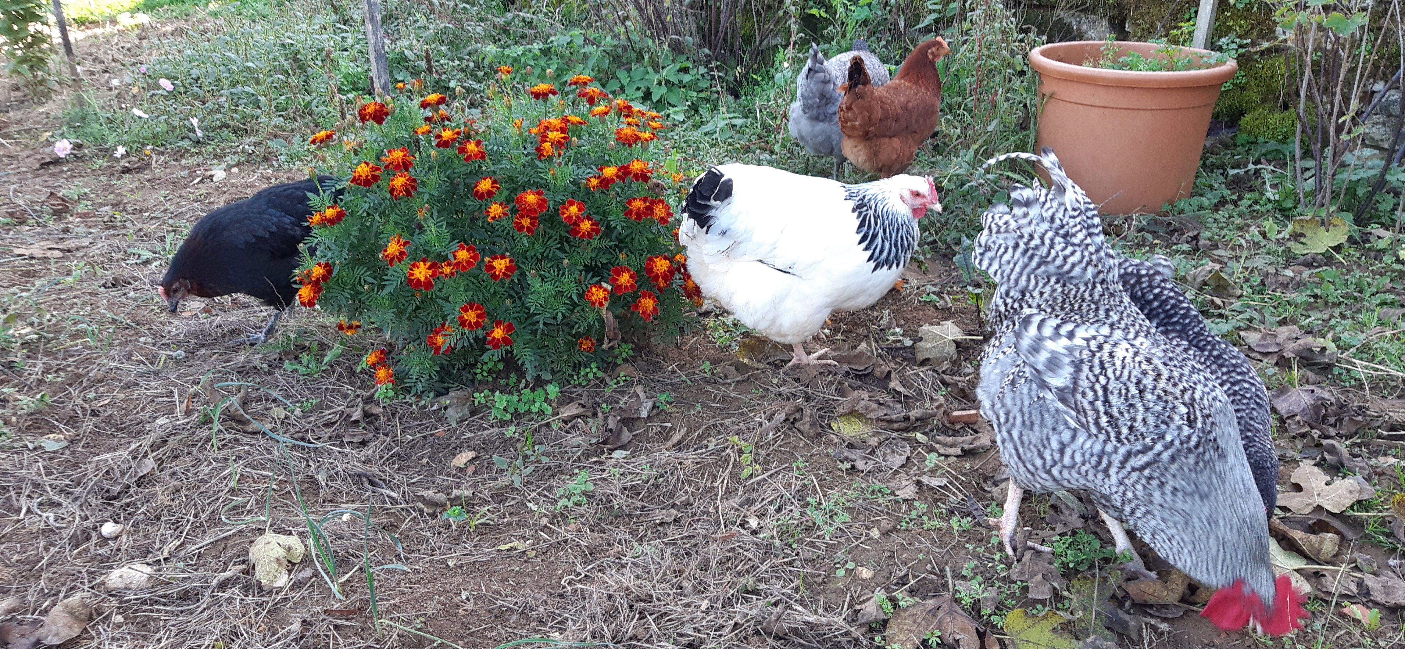 Le Tilleul, Dégagnac - photo 3