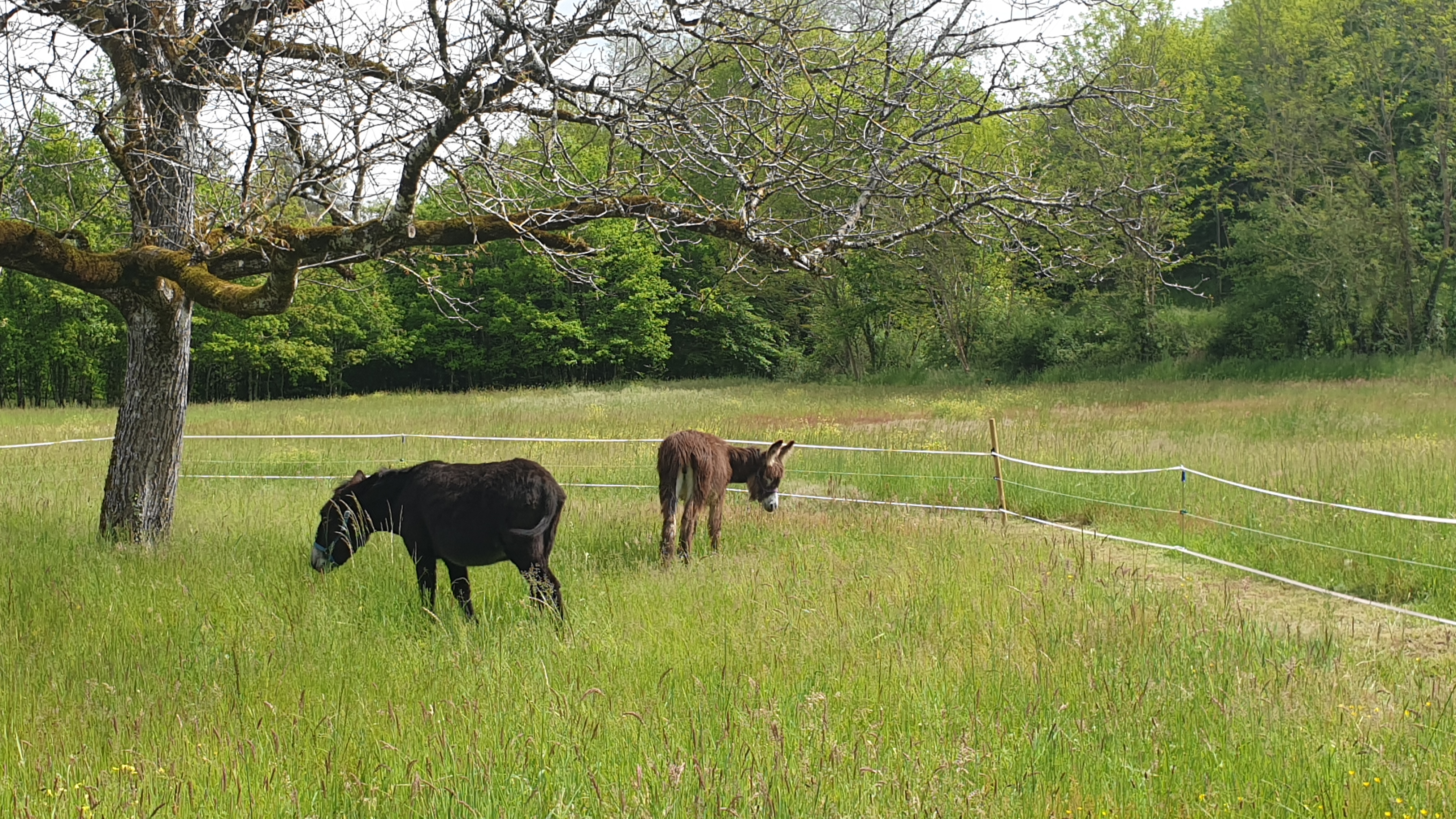 Domaine Du Bois Noir, Milhac - photo 7