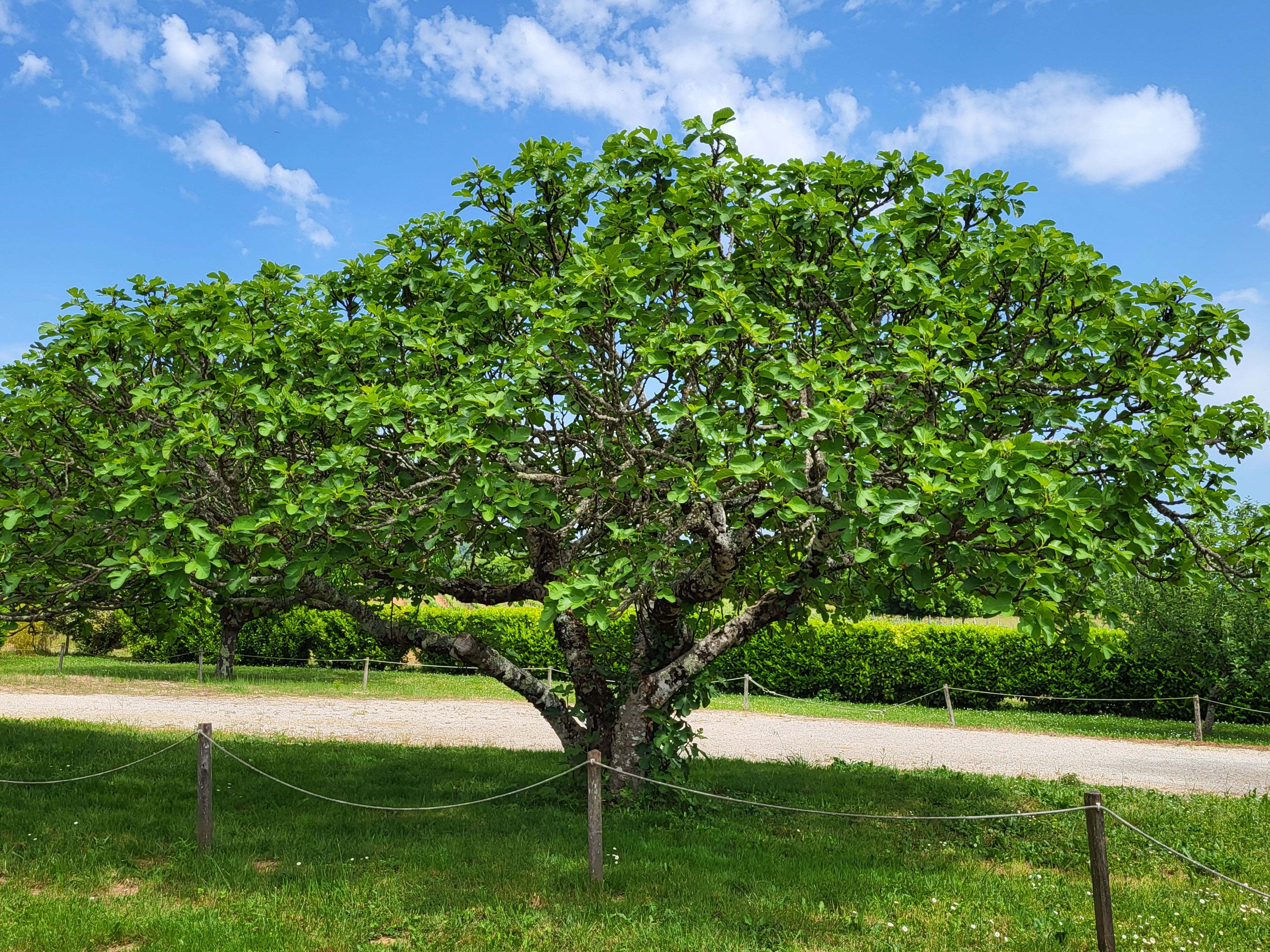 Domaine du Clos des Figuiers, Duravel - photo 4