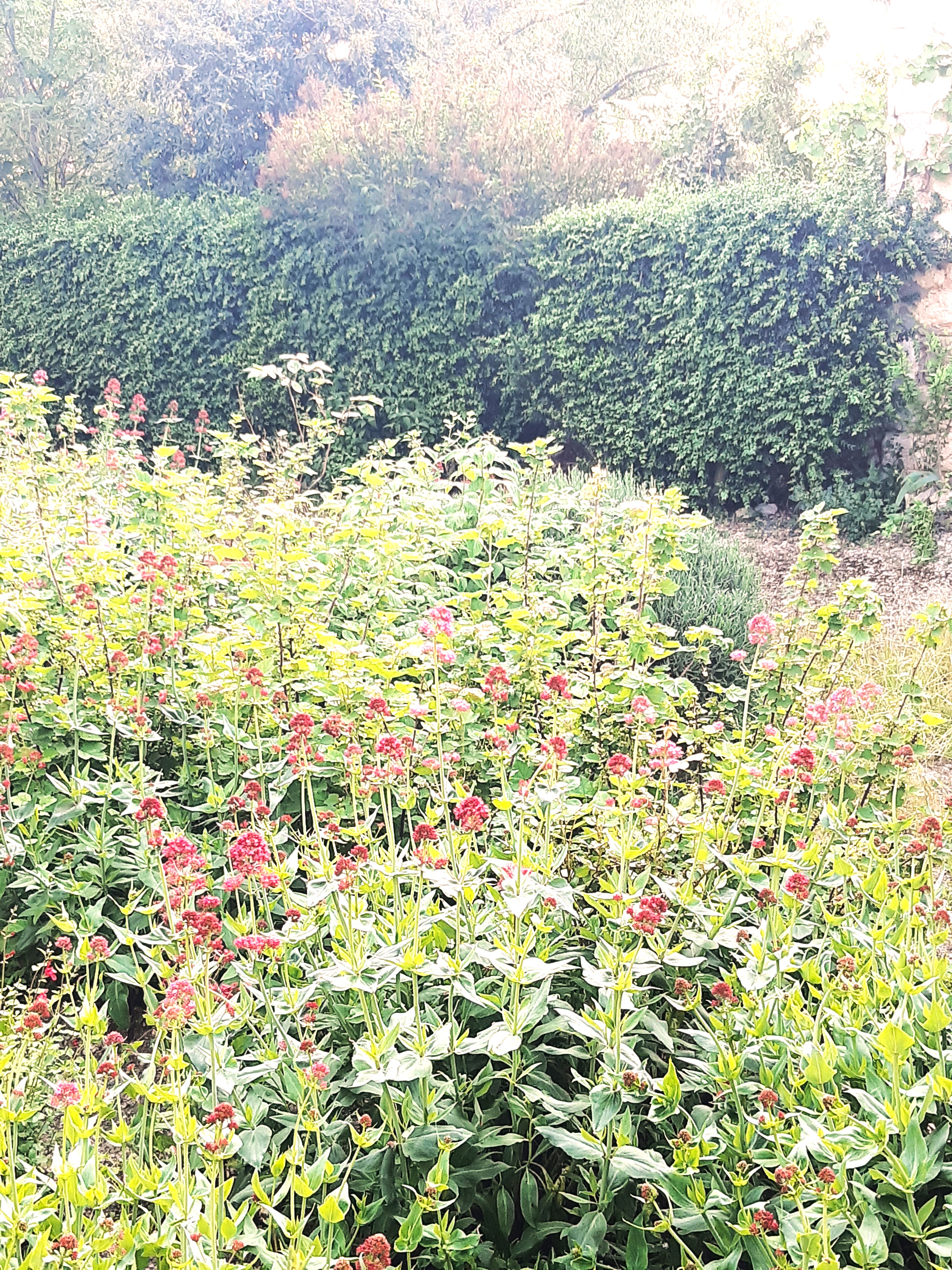 L'Abeille de Labastide, Labastide-Marnhac - photo 7