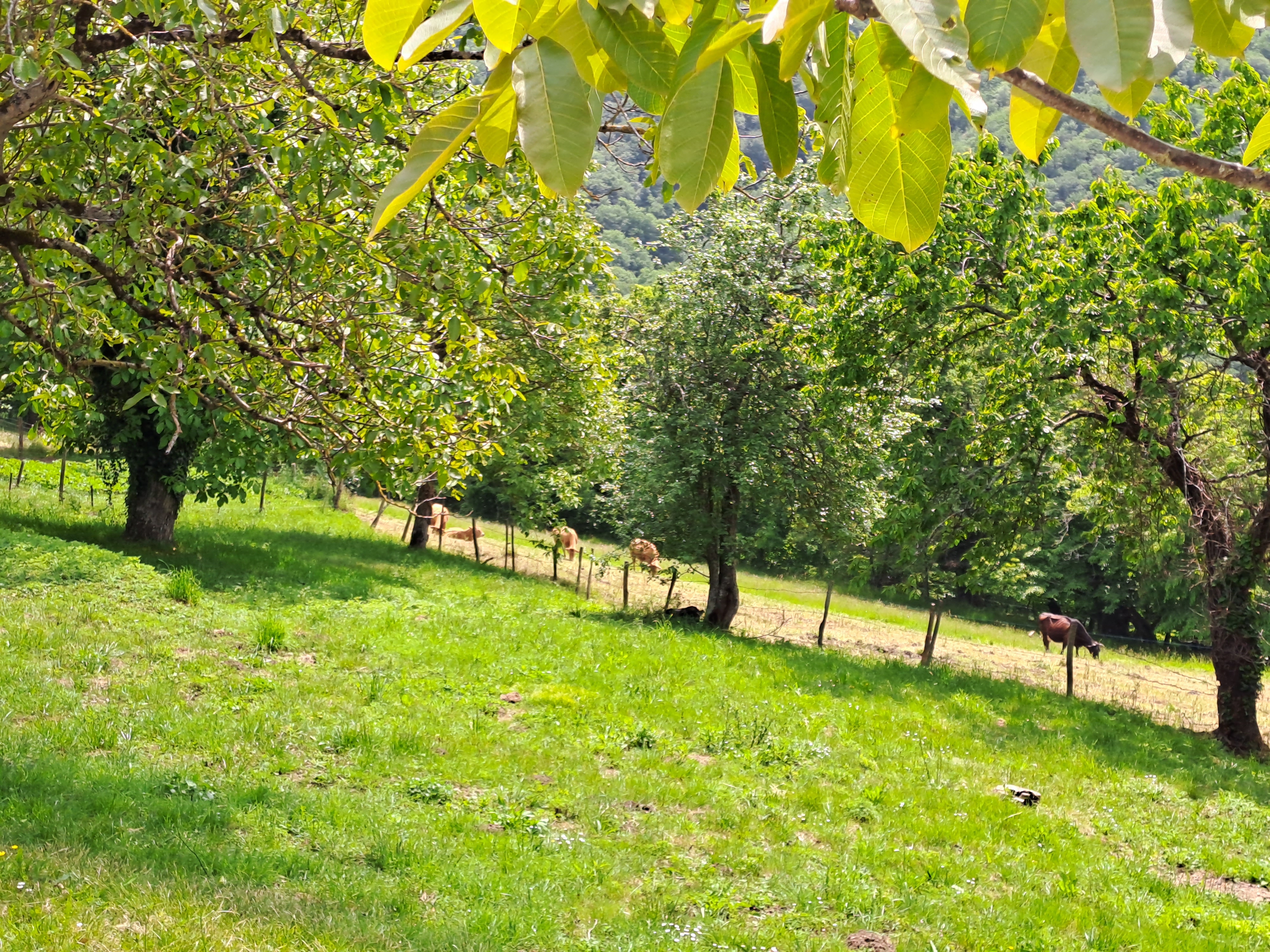 Domaine du Clos Many - Maison Counord, Latouille-Lentillac - photo 13