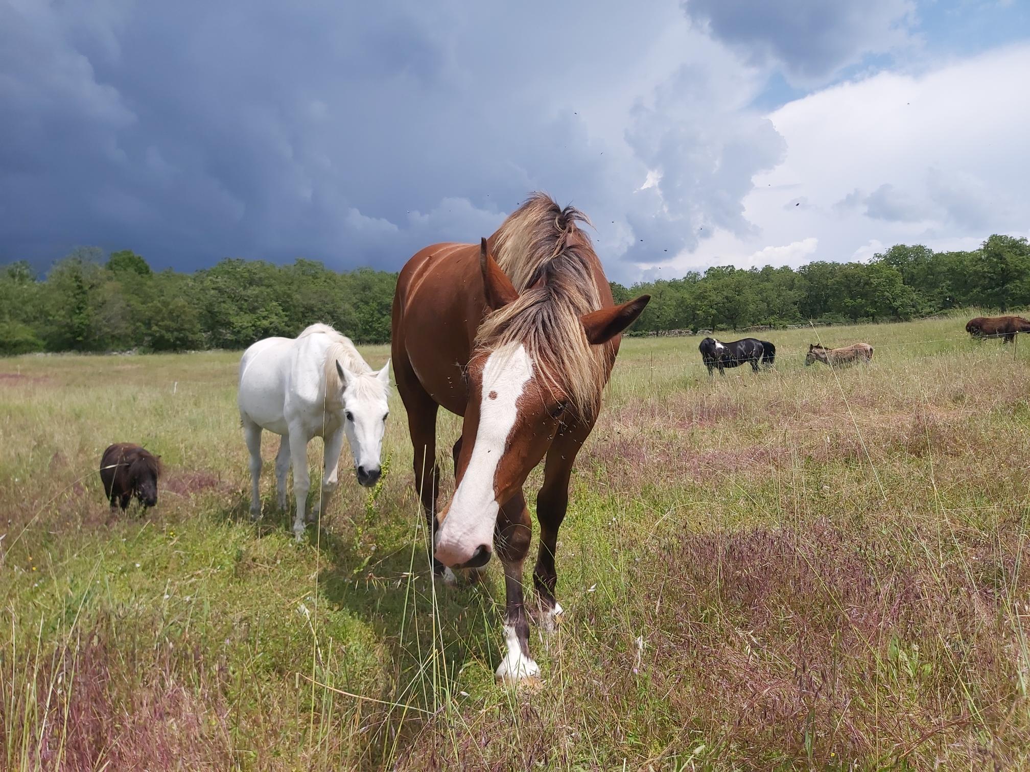 Camping Finca Baribal