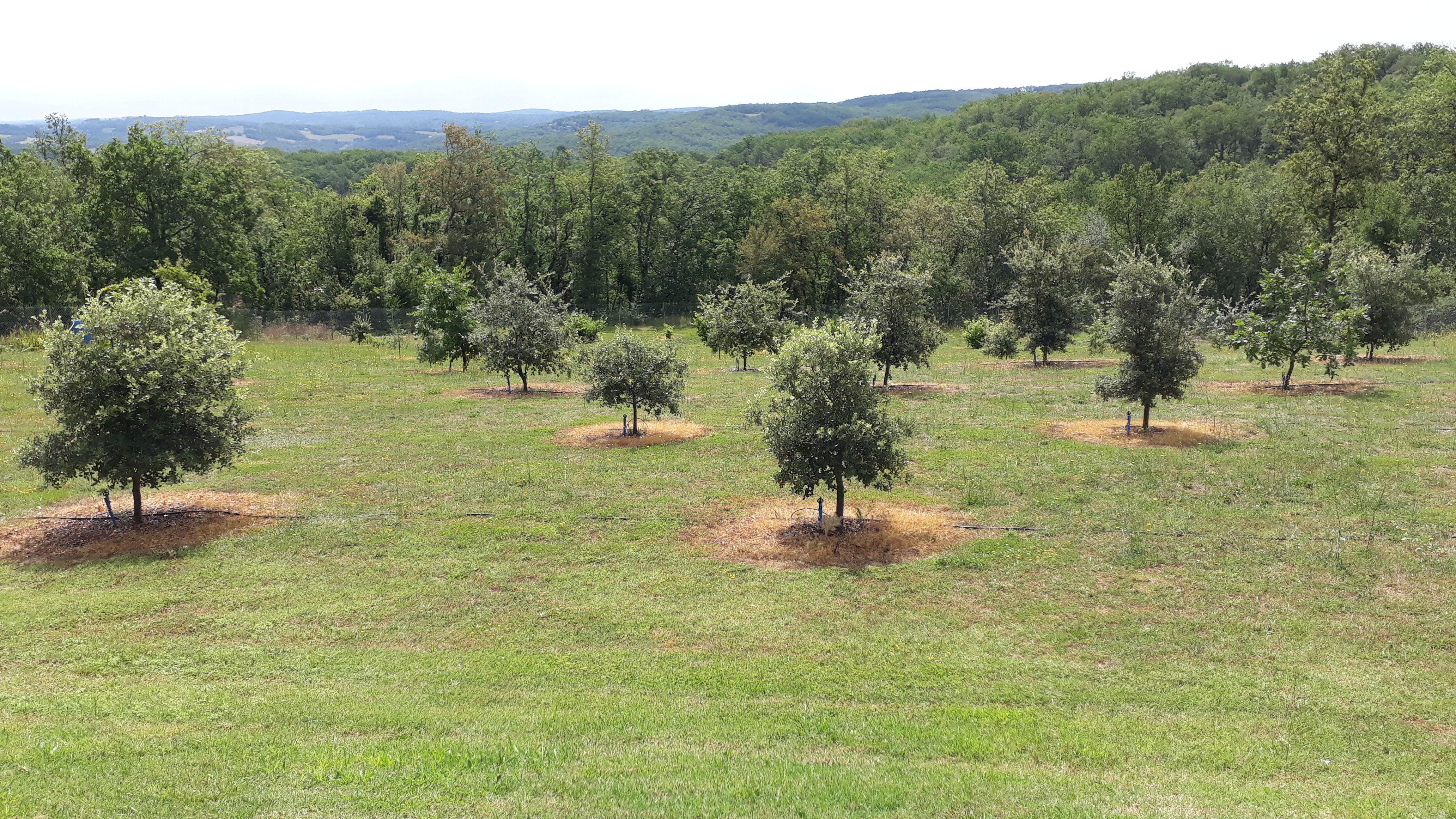 Coteaux de Braulès, Gindou