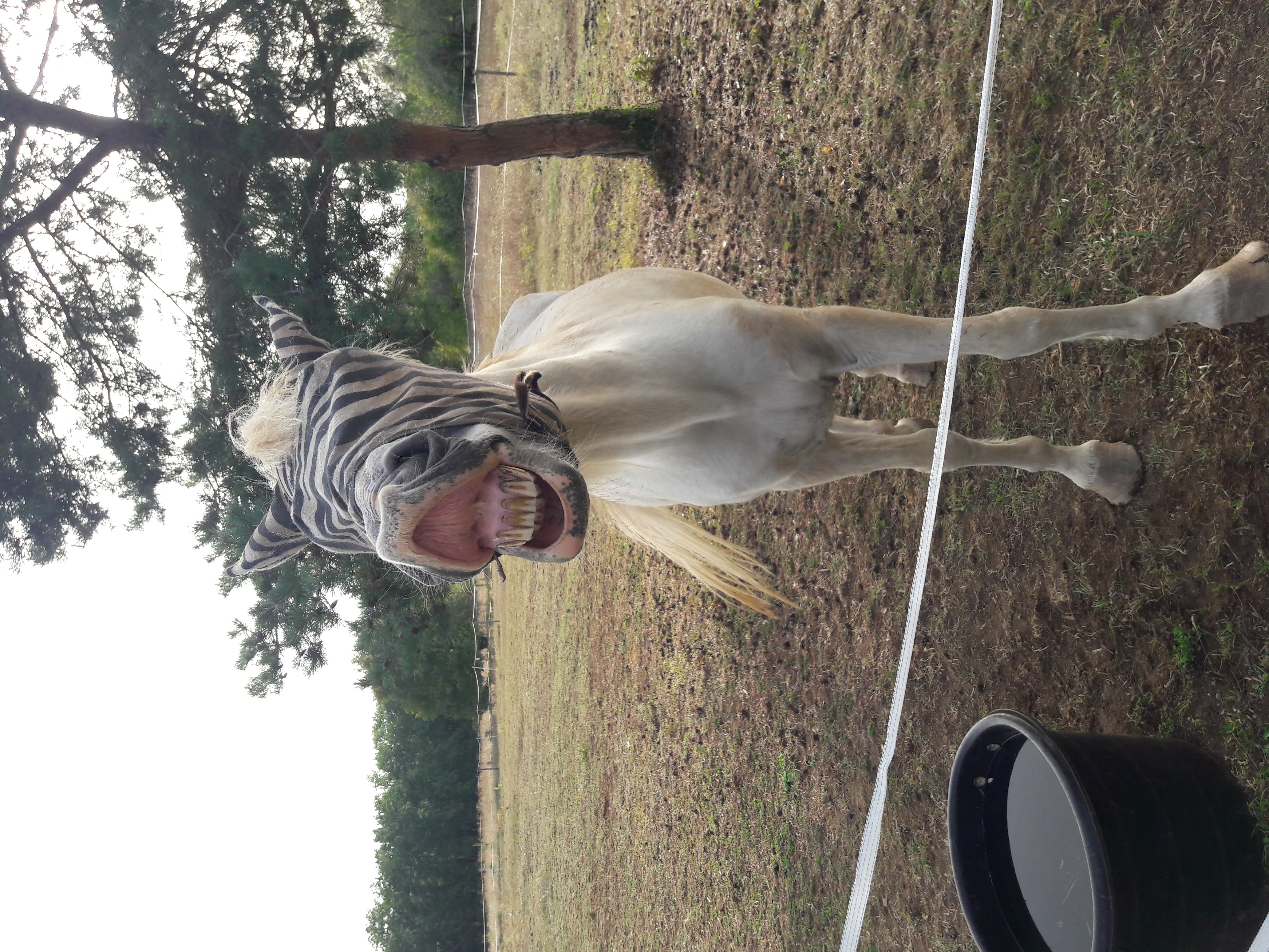 Rusty Shears, Lacapelle-Cabanac - photo 25