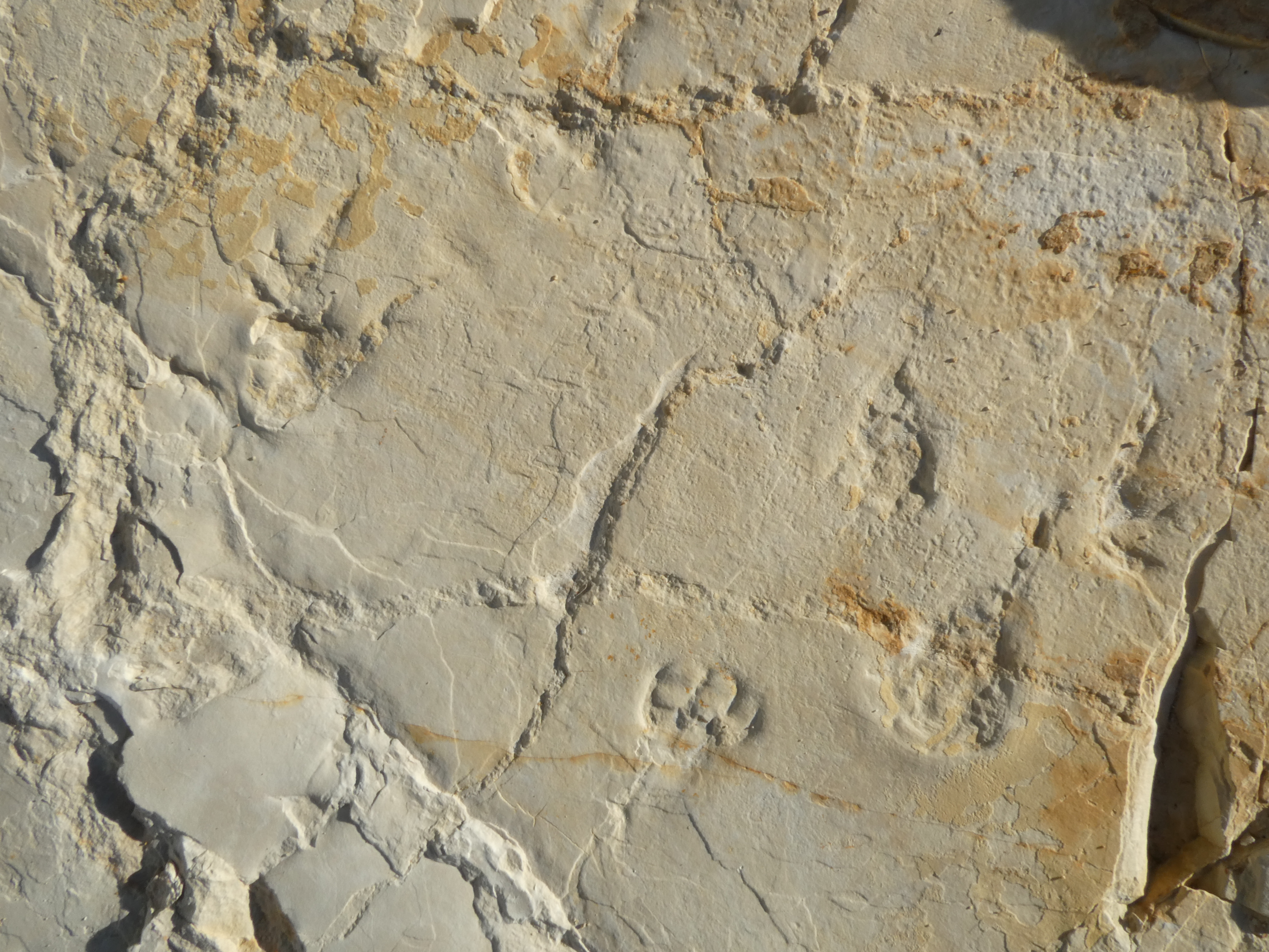 La plage aux ptérosaures au clair de lune