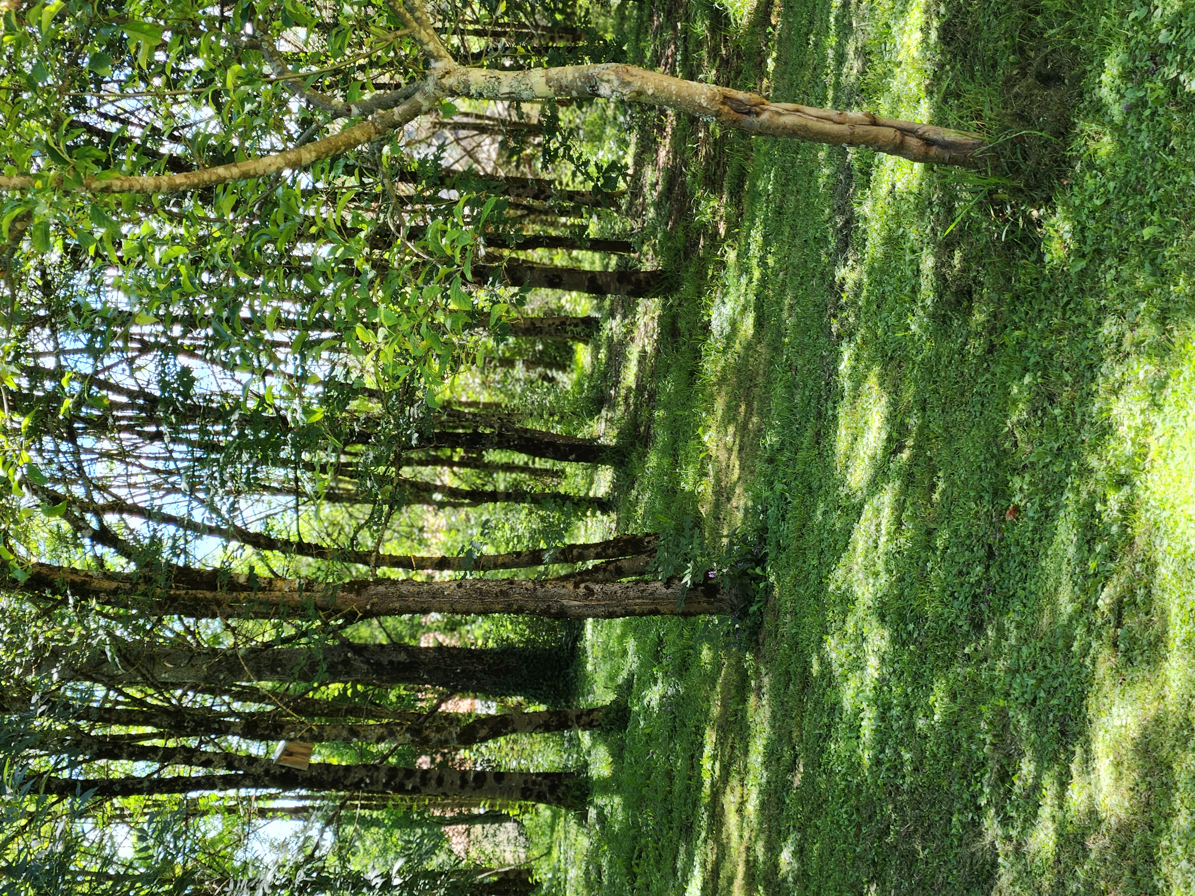 Le Petit Bois, Lavergne - photo 13