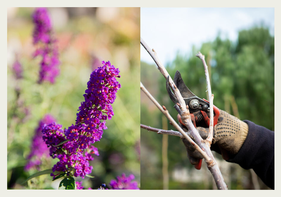 Atelier "Taille des Arbres et des Arbustes" aux pépinières Passedat
