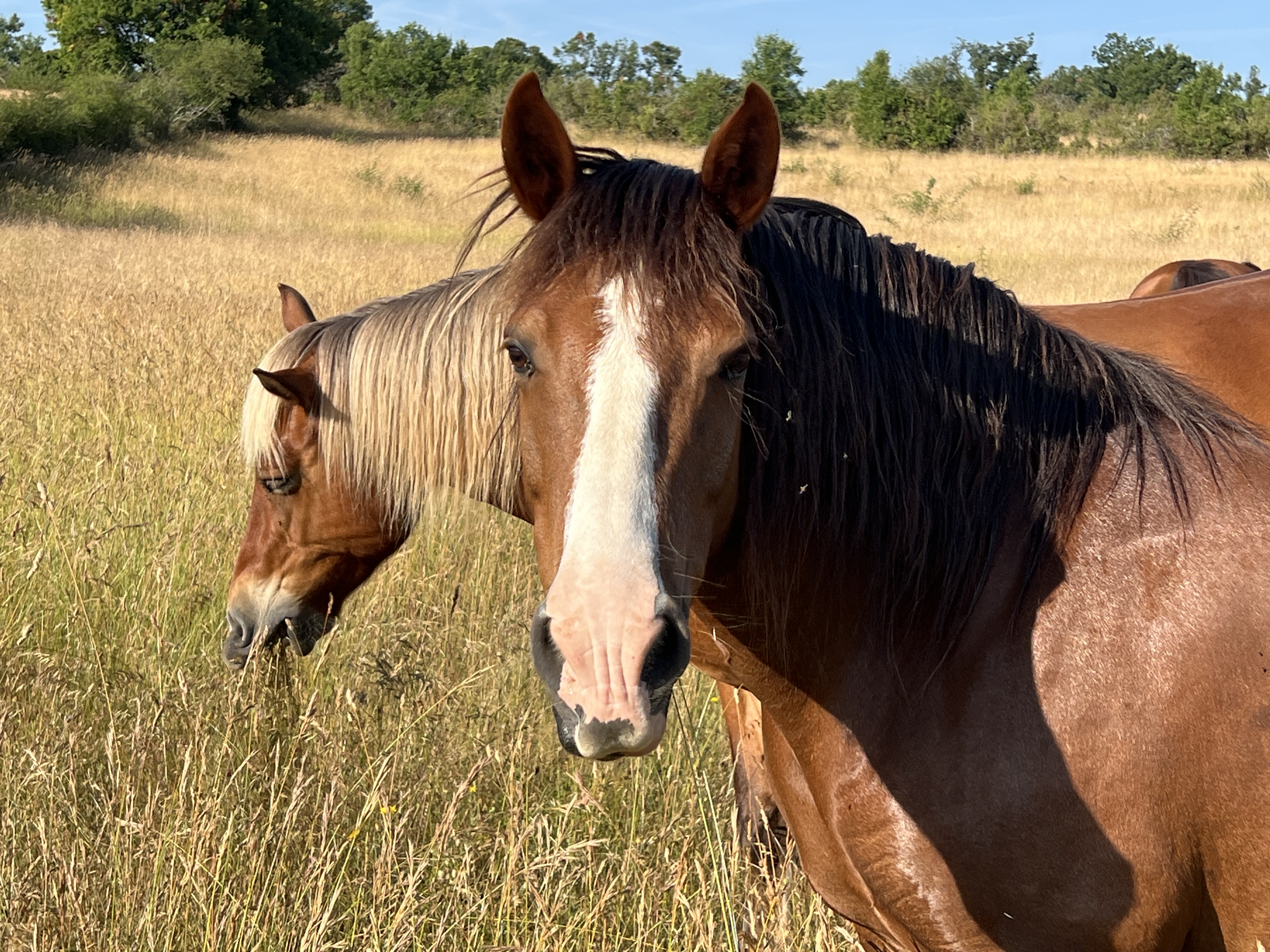 Aequita-vie, Caniac-du-Causse - photo 4
