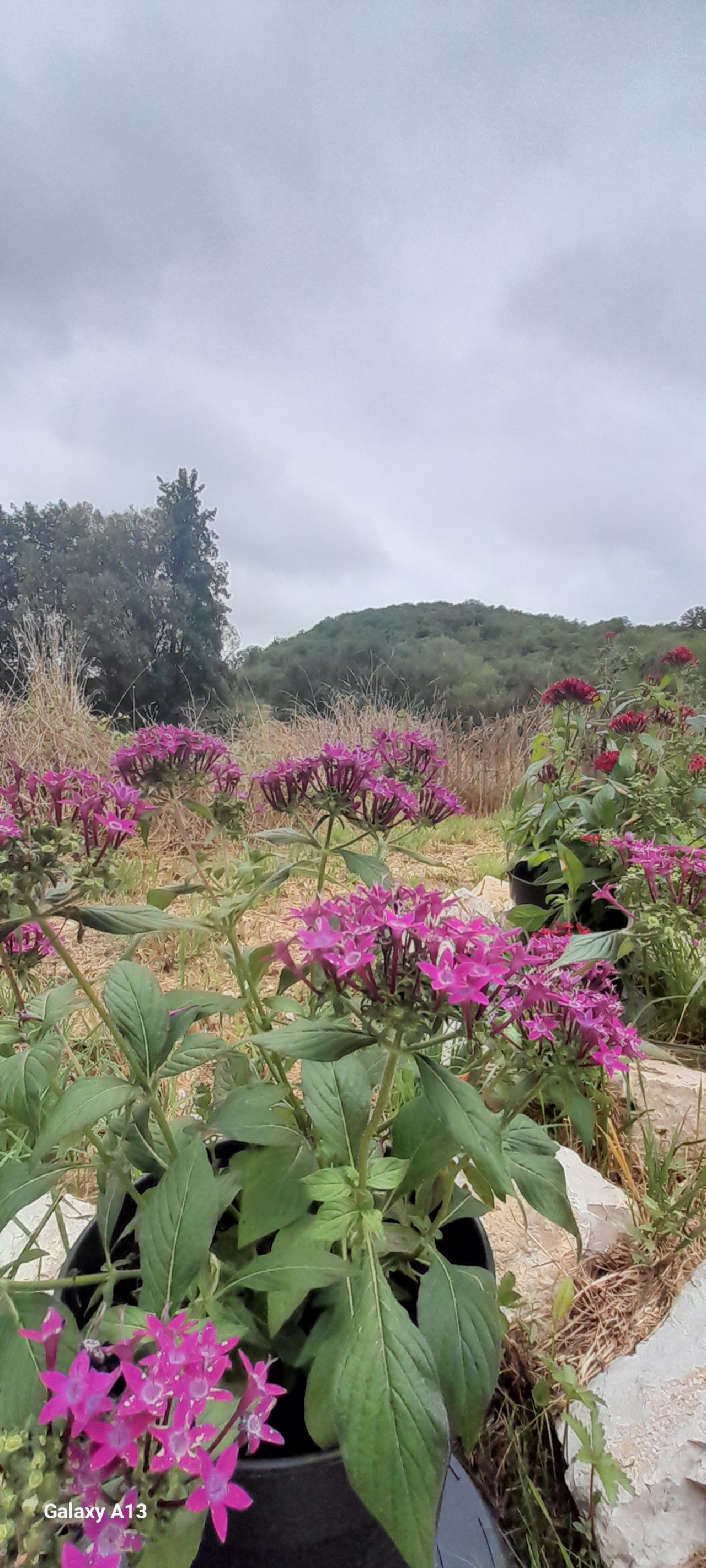 La folle avoine, Peyrilles - photo 19