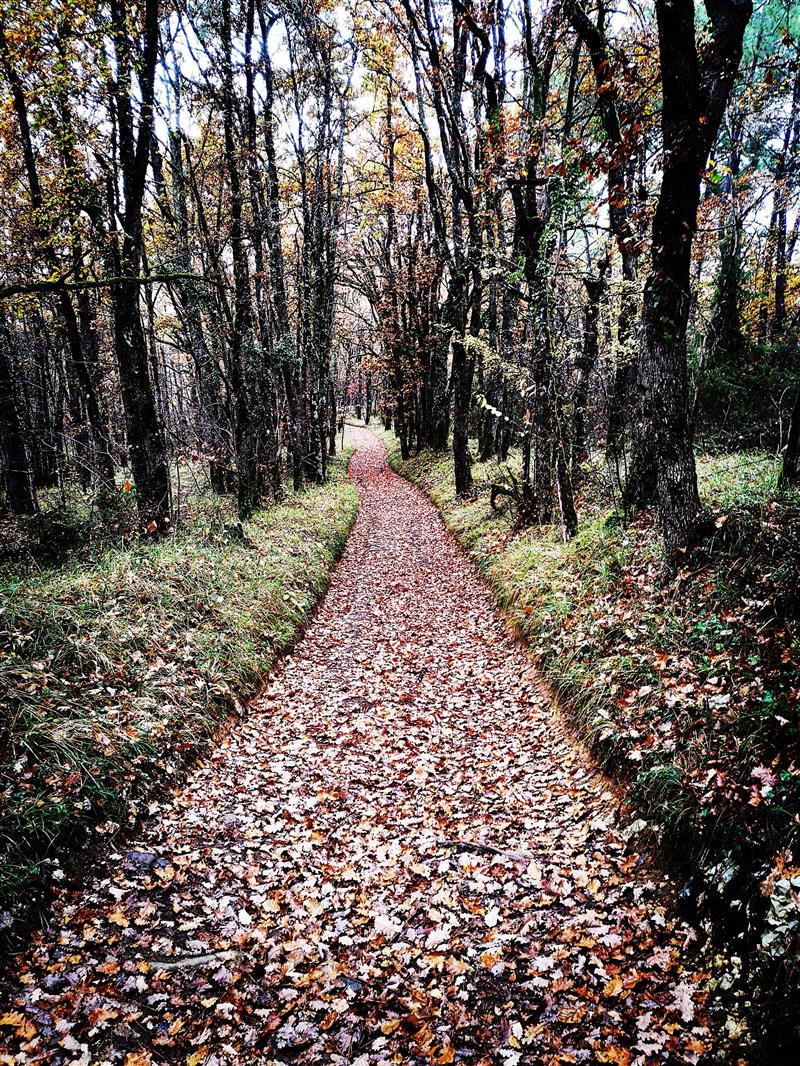 211126_Chemin automne_Bélaye
