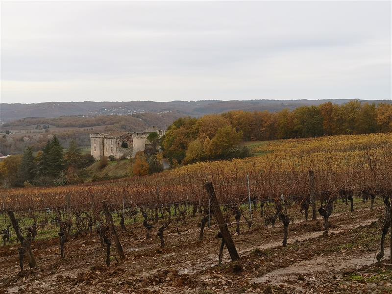211126_Vignes_Bélaye