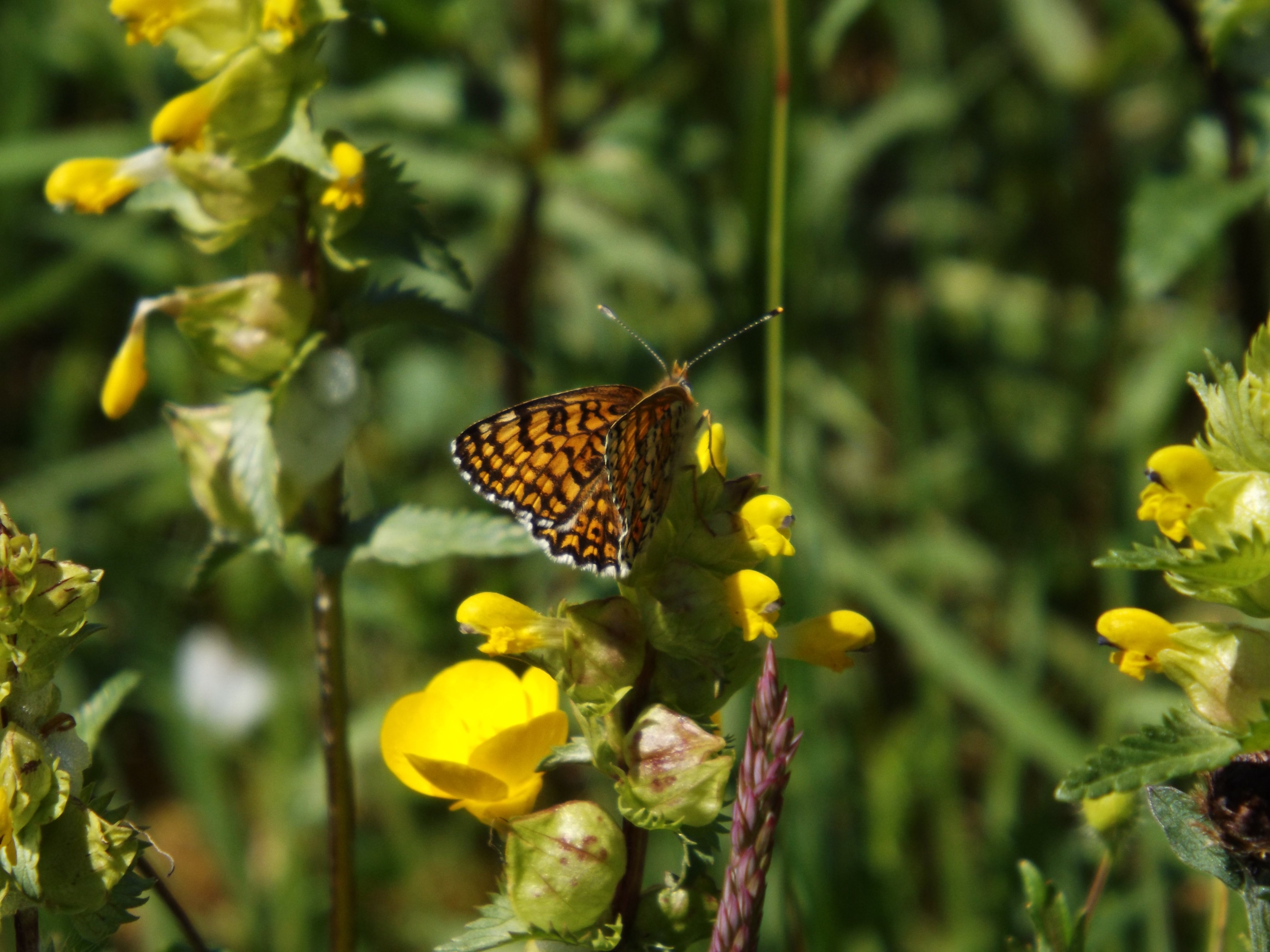 ANNULE - Le marais, en corps !