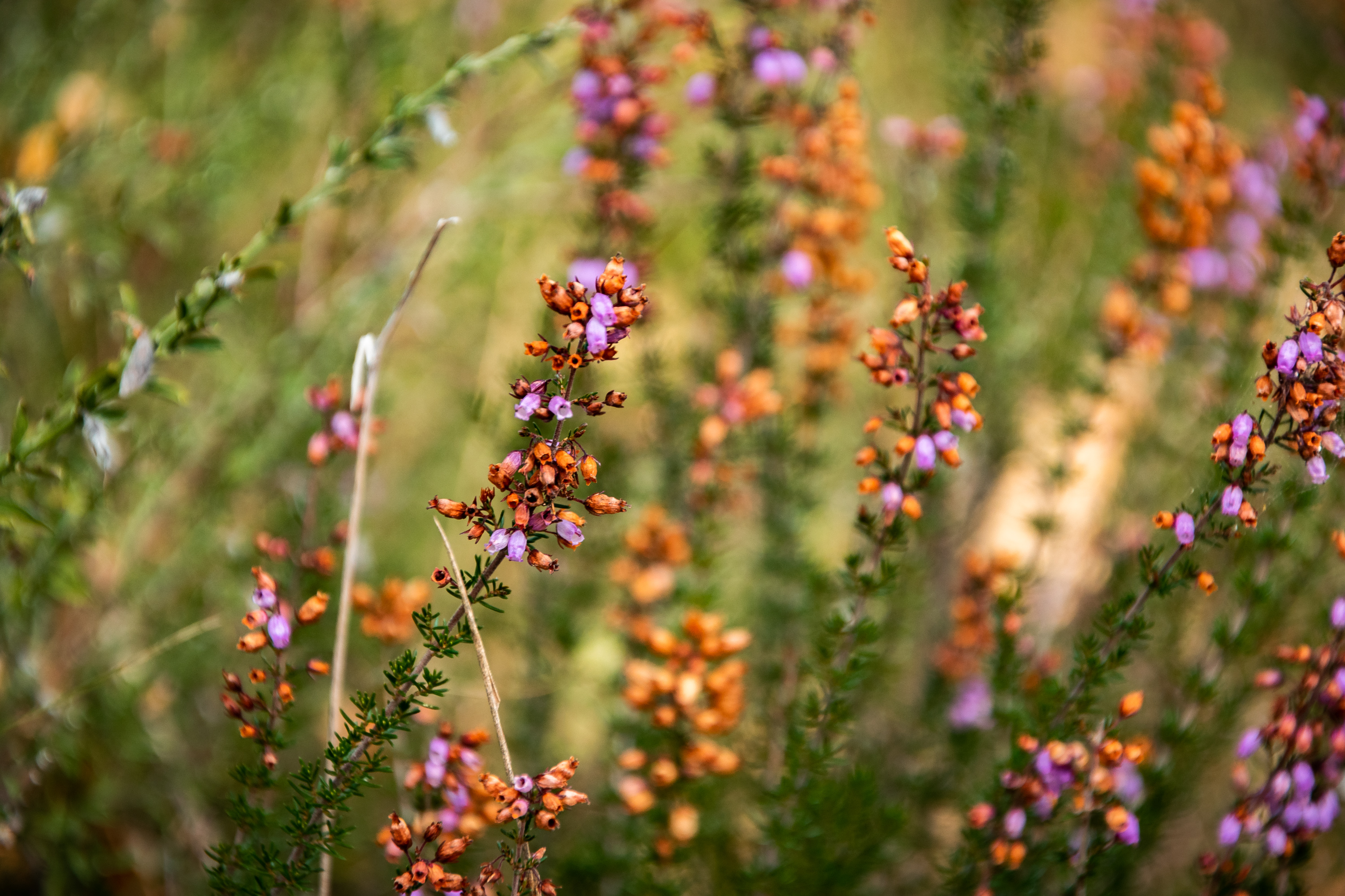 Circuit des landes du Frau, Lavercantière - photo 3