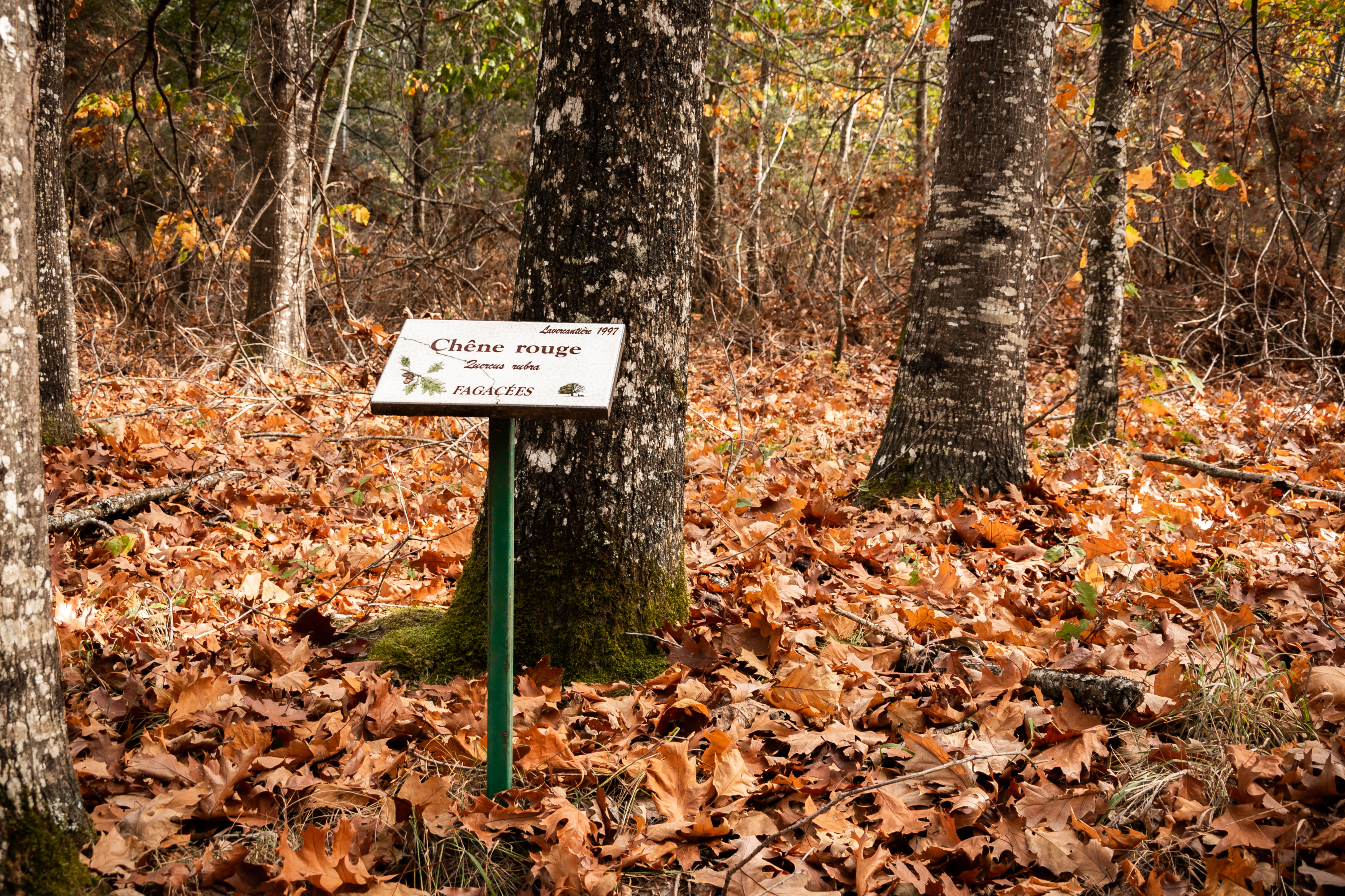 Circuit des landes du Frau, Lavercantière - photo 4