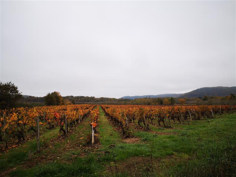 221130_Vignes automne_PR Caillac -