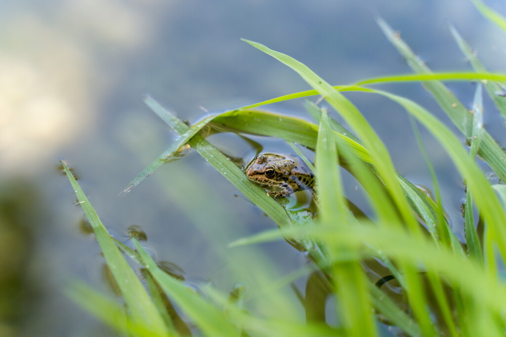 Circuit de l'Abbaye -Nouvelle, Léobard - photo 3