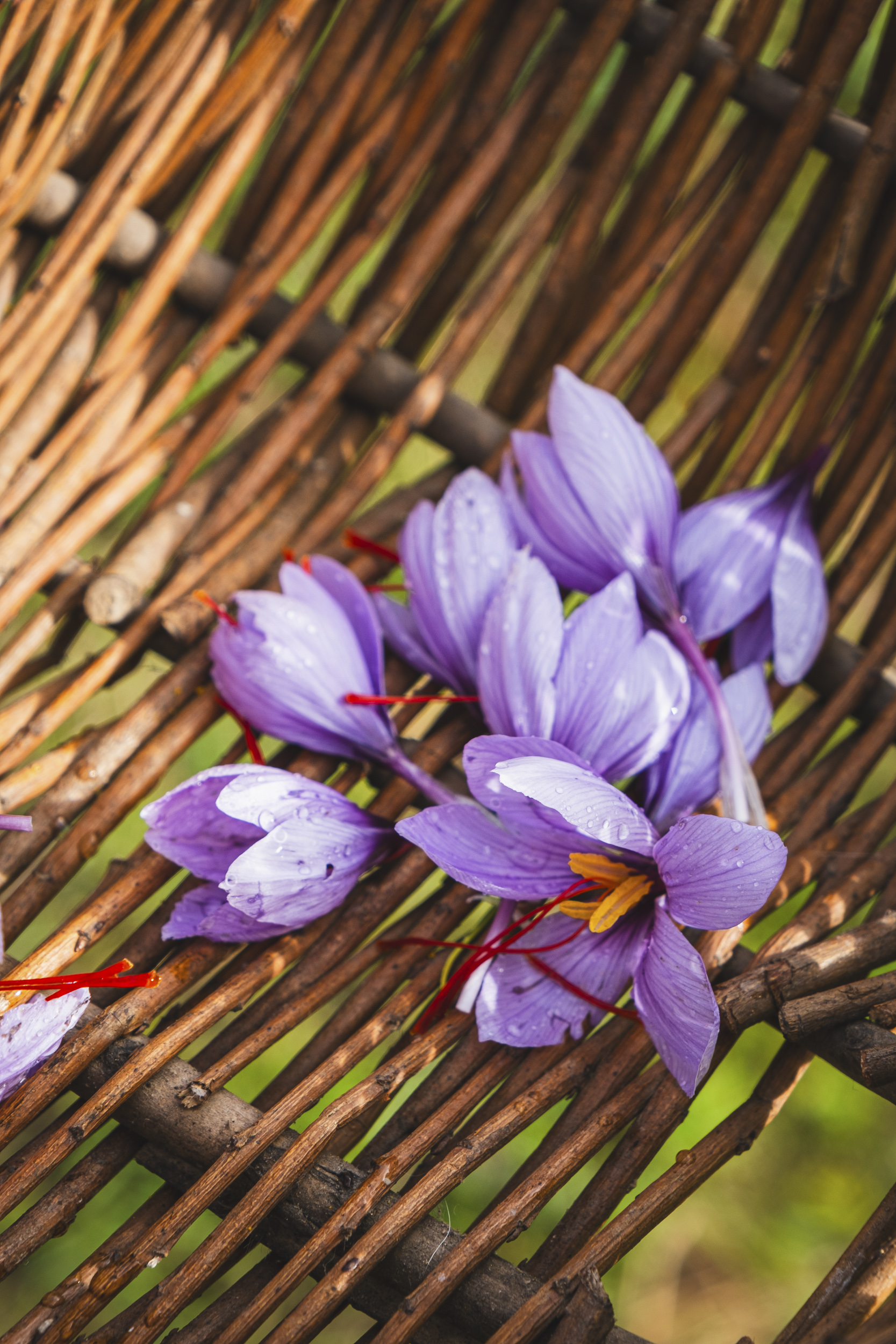 Fleurs de safran dans un panier