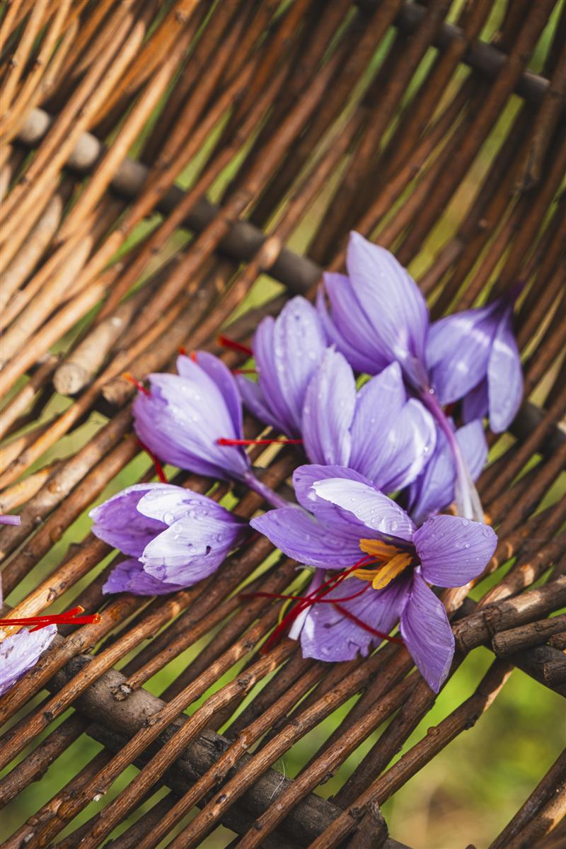 Fleurs de safran dans un panier