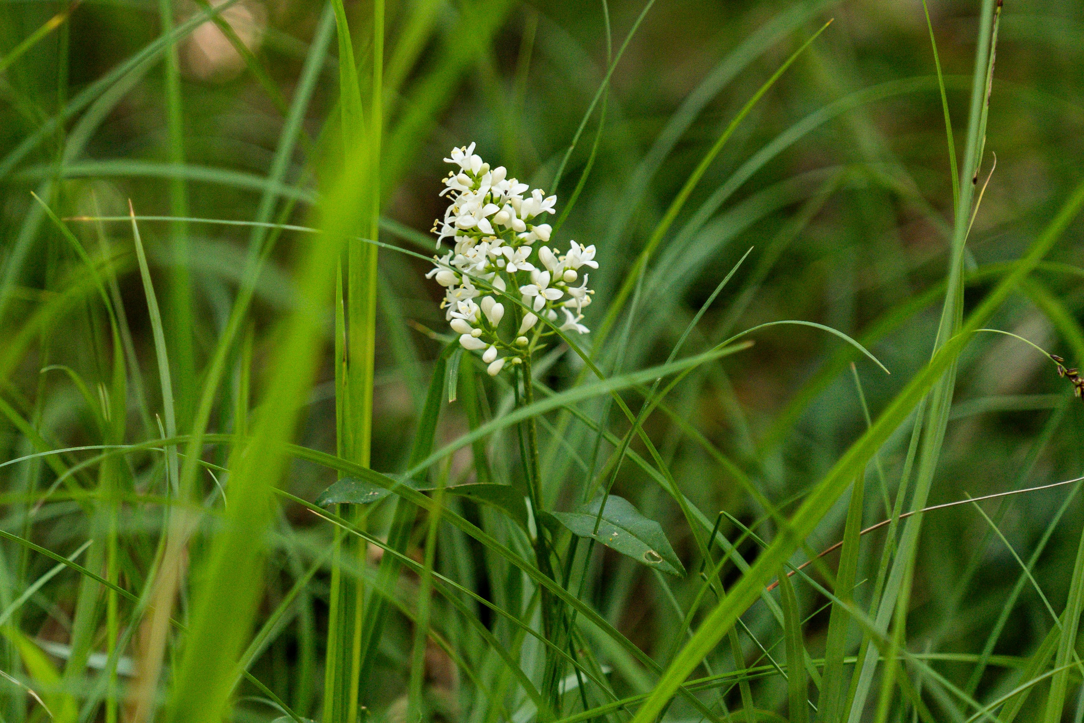 Entre Fontaines et orchidées, Ussel - photo 3