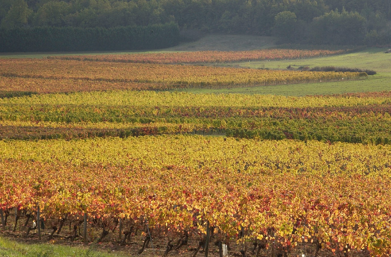 Au Travers du Vignoble de Cahors, Anglars-Juillac