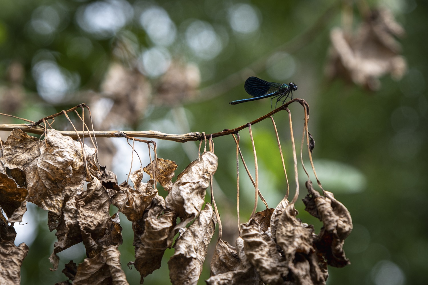 Célé'té en Vallée du Célé : Écrivons ensemble le grand livre du Célé !