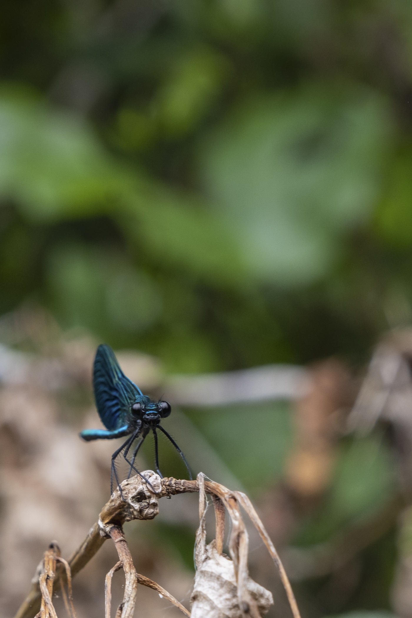 Célé'té à Espagnac-saint-Eulalie : conférence en marchant, sortie découverte de l'ancienne gravière