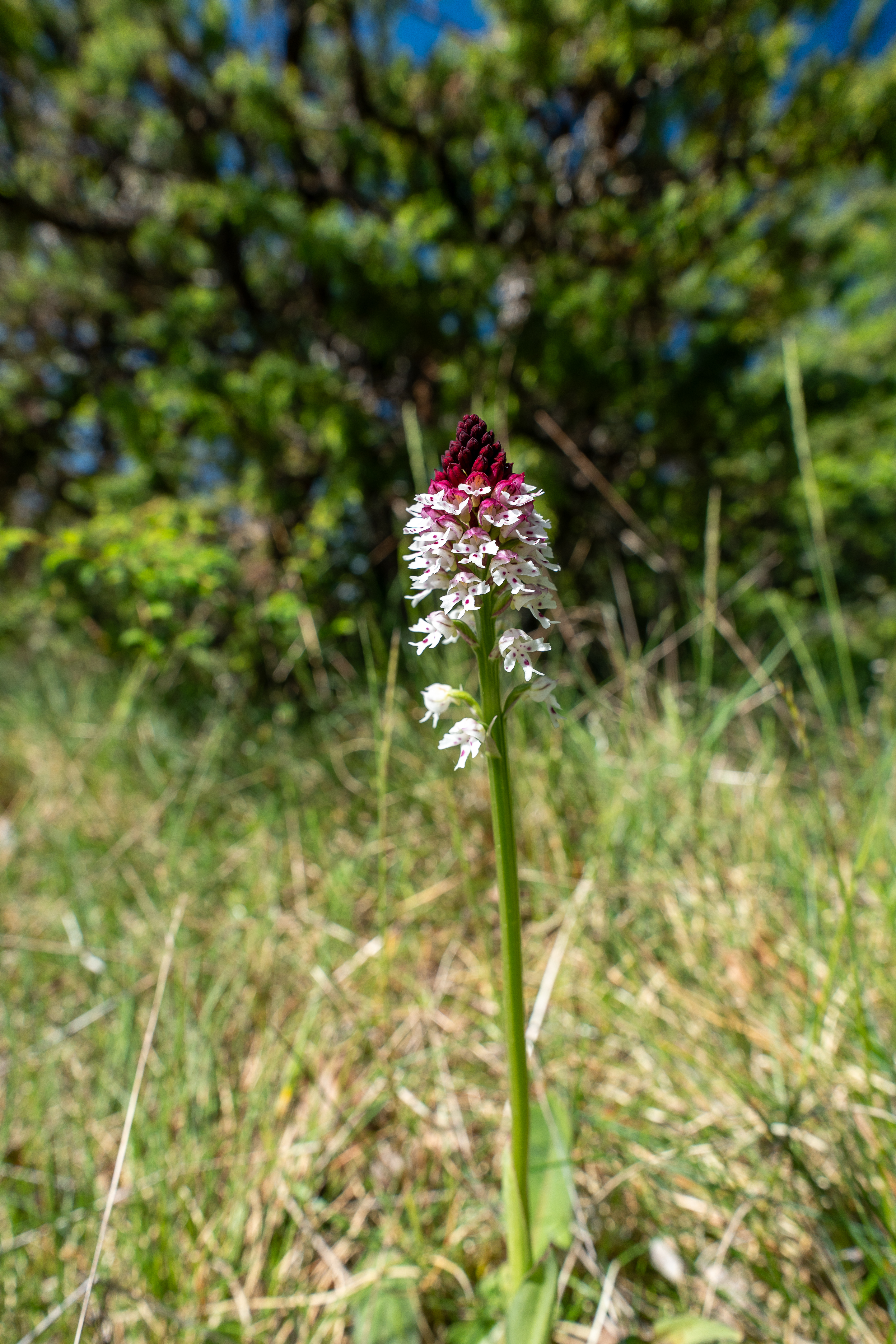 Orchis brulée ay Super Cayrou