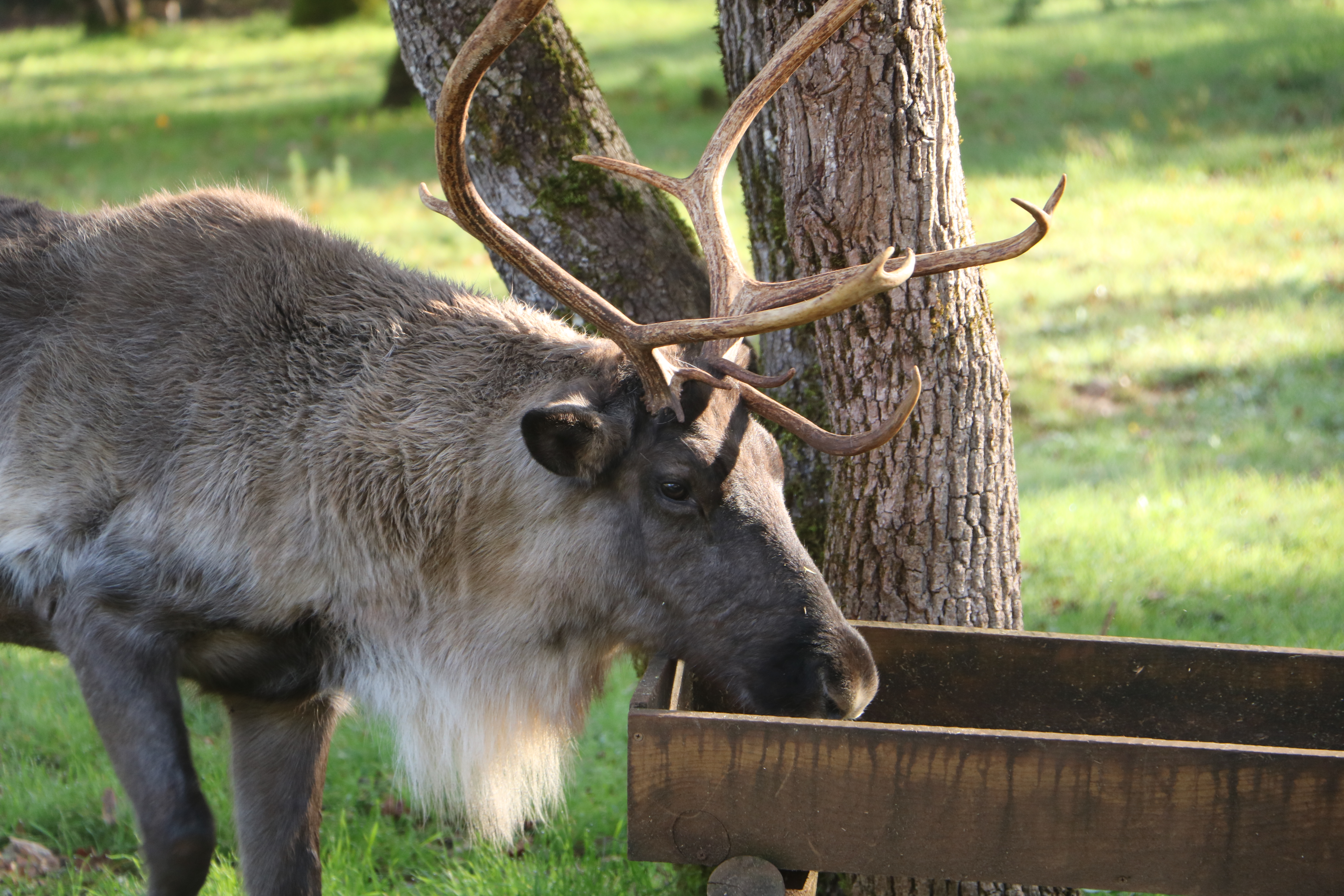 La Magie de Noël au Parc Animalier de Gramat, Gramat - photo 3