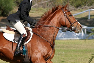 Dressage Challenge Départemental du Lot