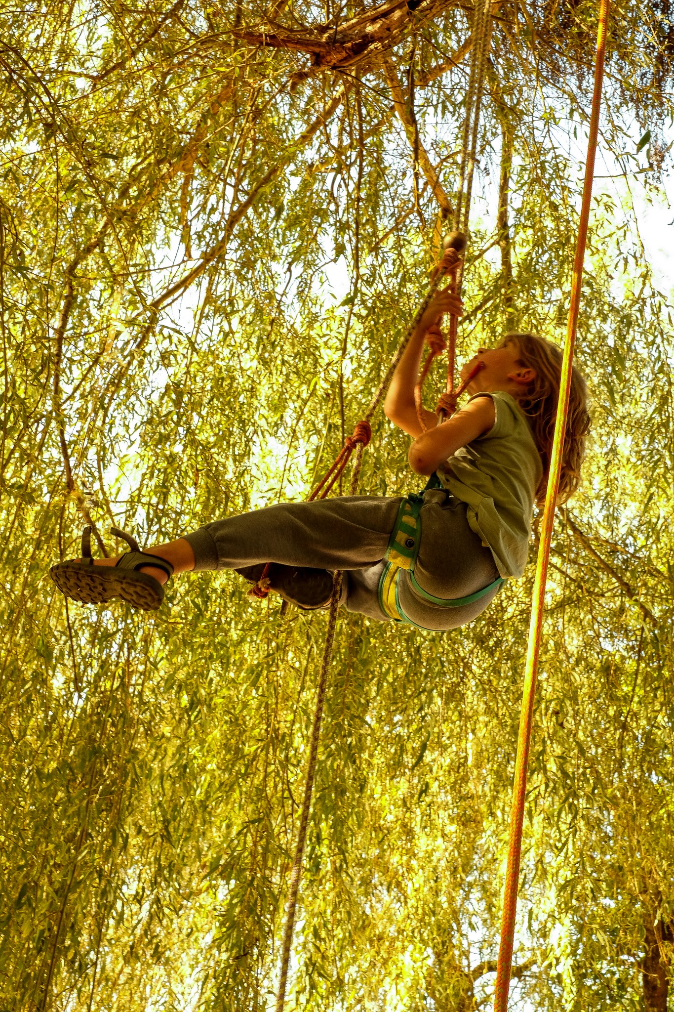 Atelier initiation à la "grimpe d'arbre", Saint-Projet - photo 4