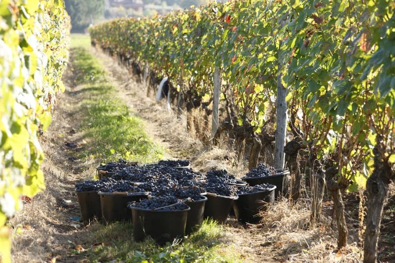 Clos du Chêne — photo 2