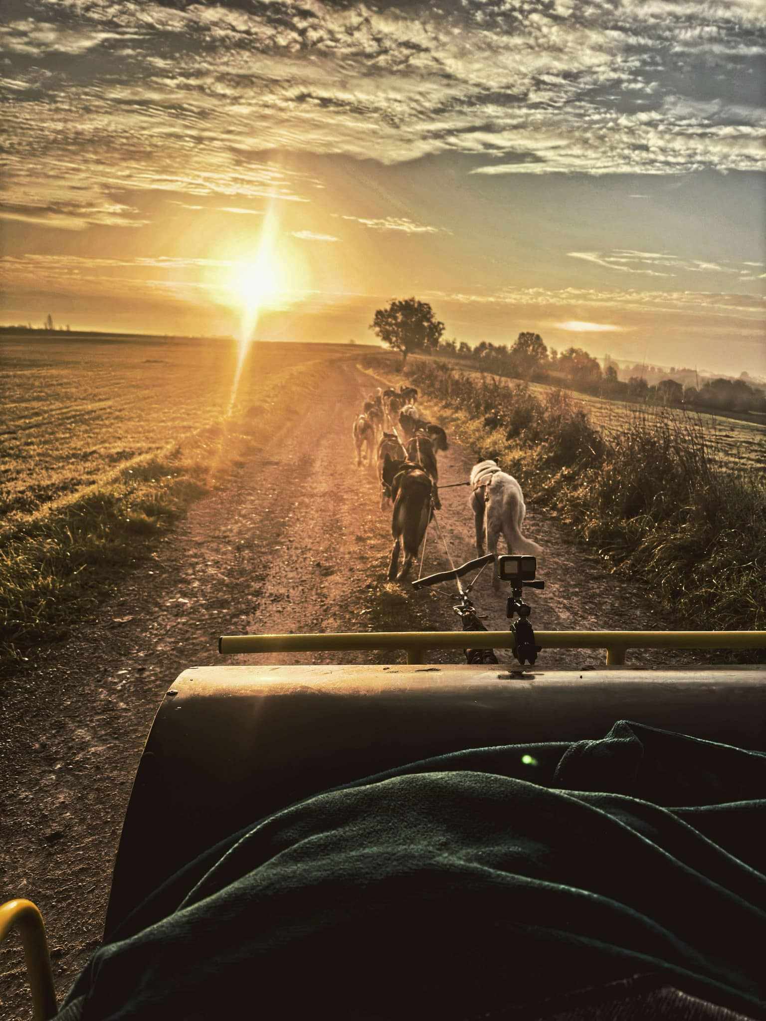 Lot Of Dogs - Husky Expérience