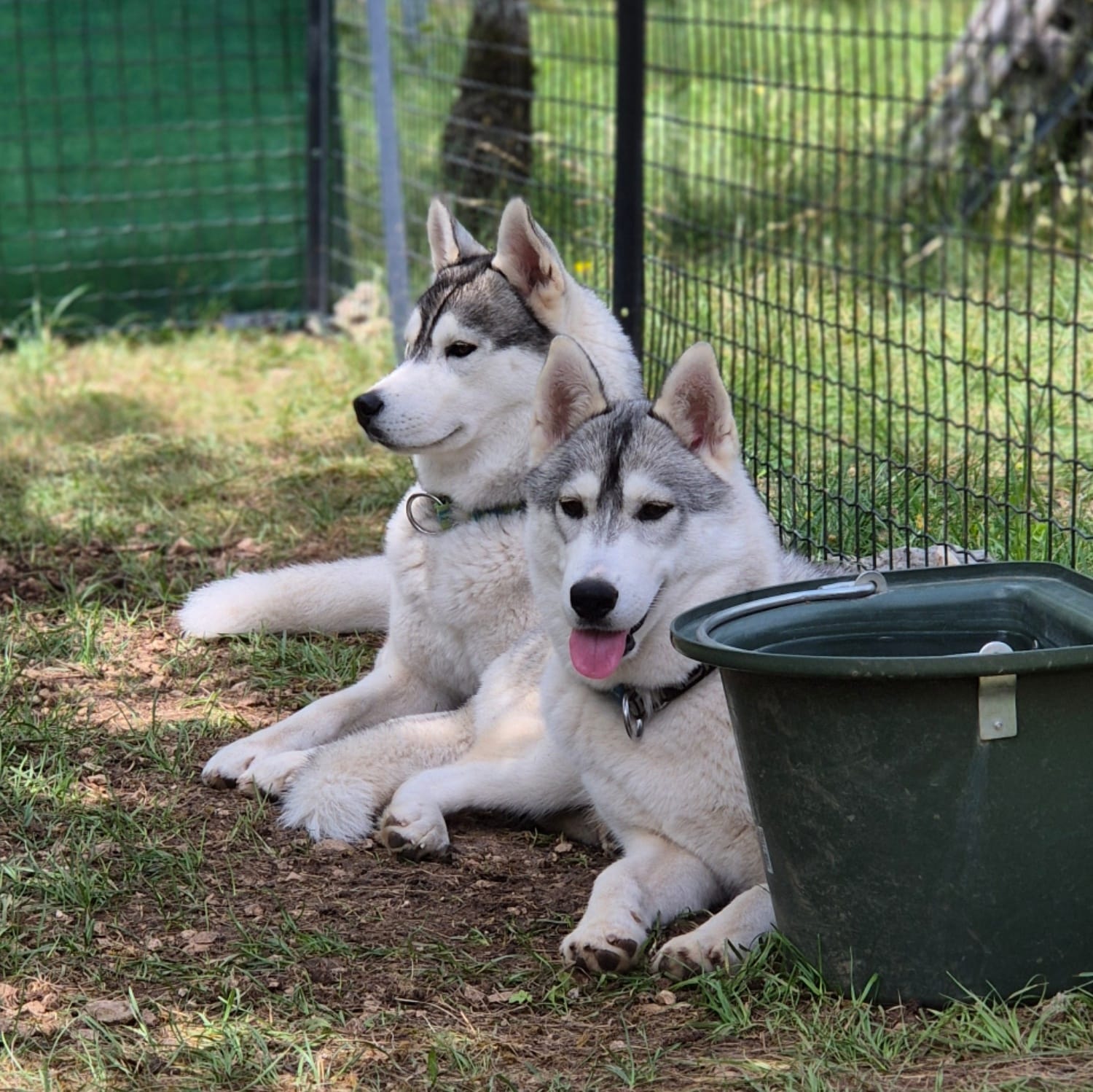 Lot Of Dogs - Husky Expérience, Lalbenque - photo 2