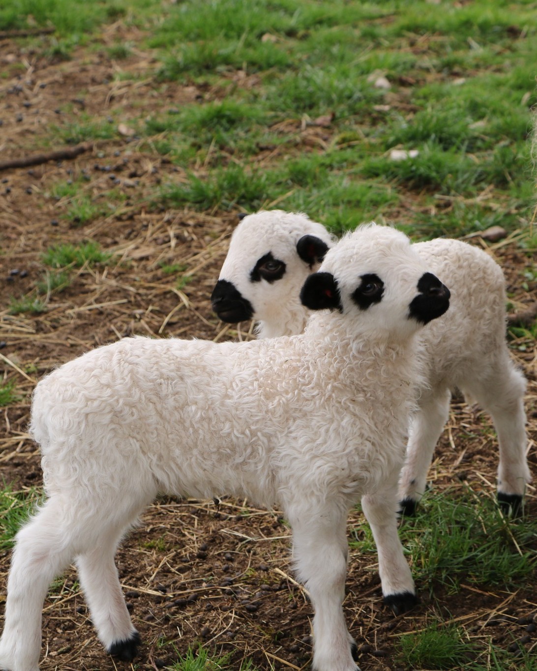 Journée de Pâques au Parc animalier -Journée tonte des moutons et chocolats de Pâques