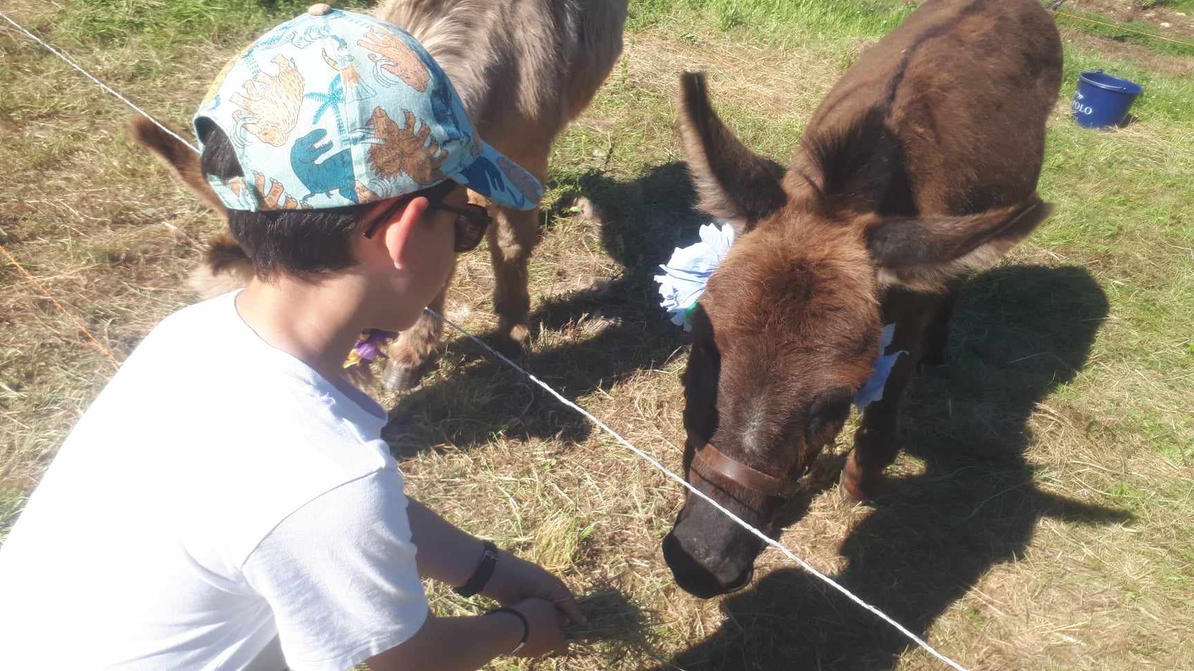 Fête aux ânes à Luzech, Luzech - photo 3