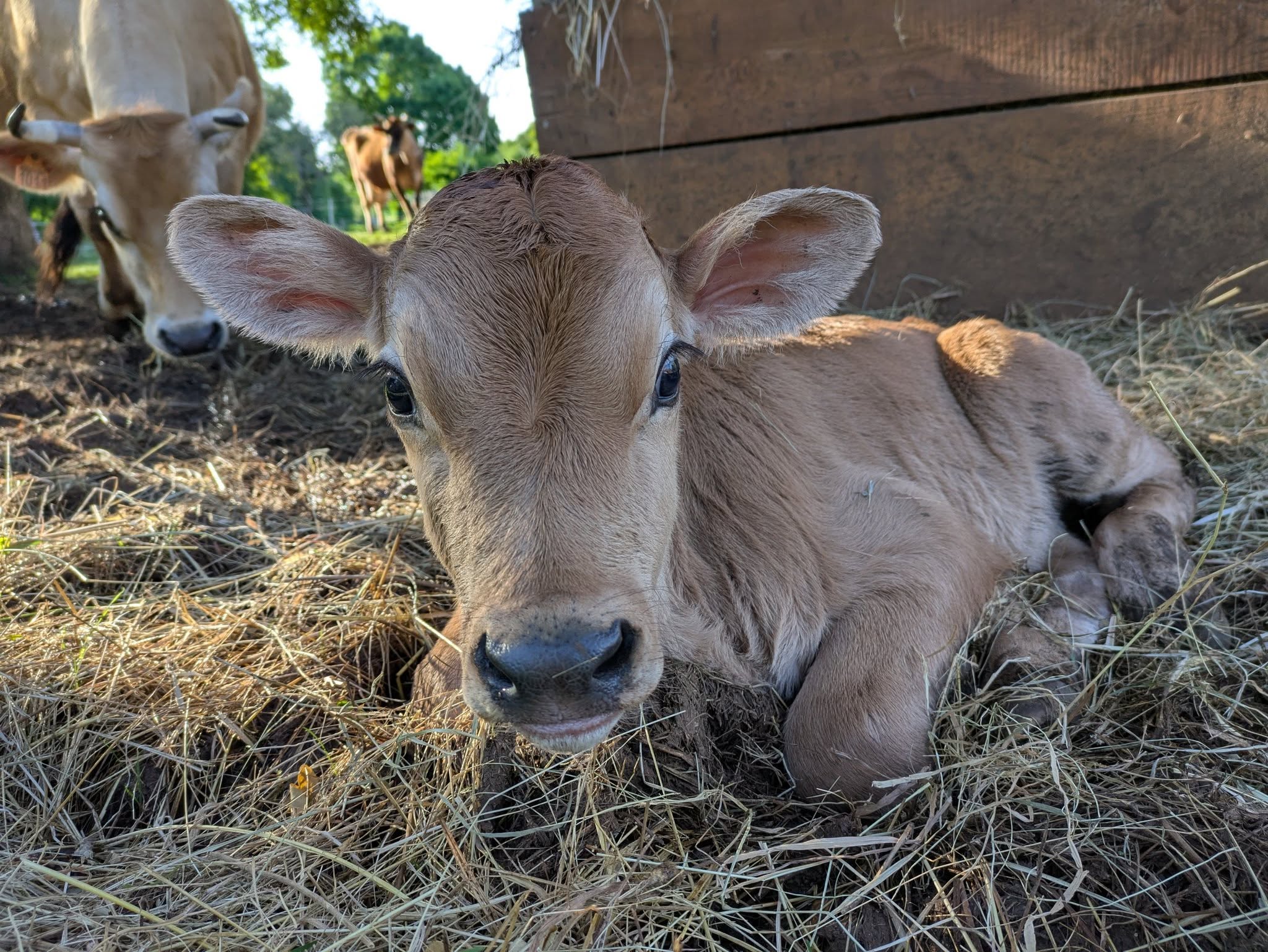 Fermes en fête - visite de la ferme "Les goûts et les couleurs"