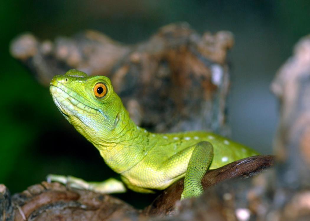 Reptiland Office de Tourisme de FIGEAC