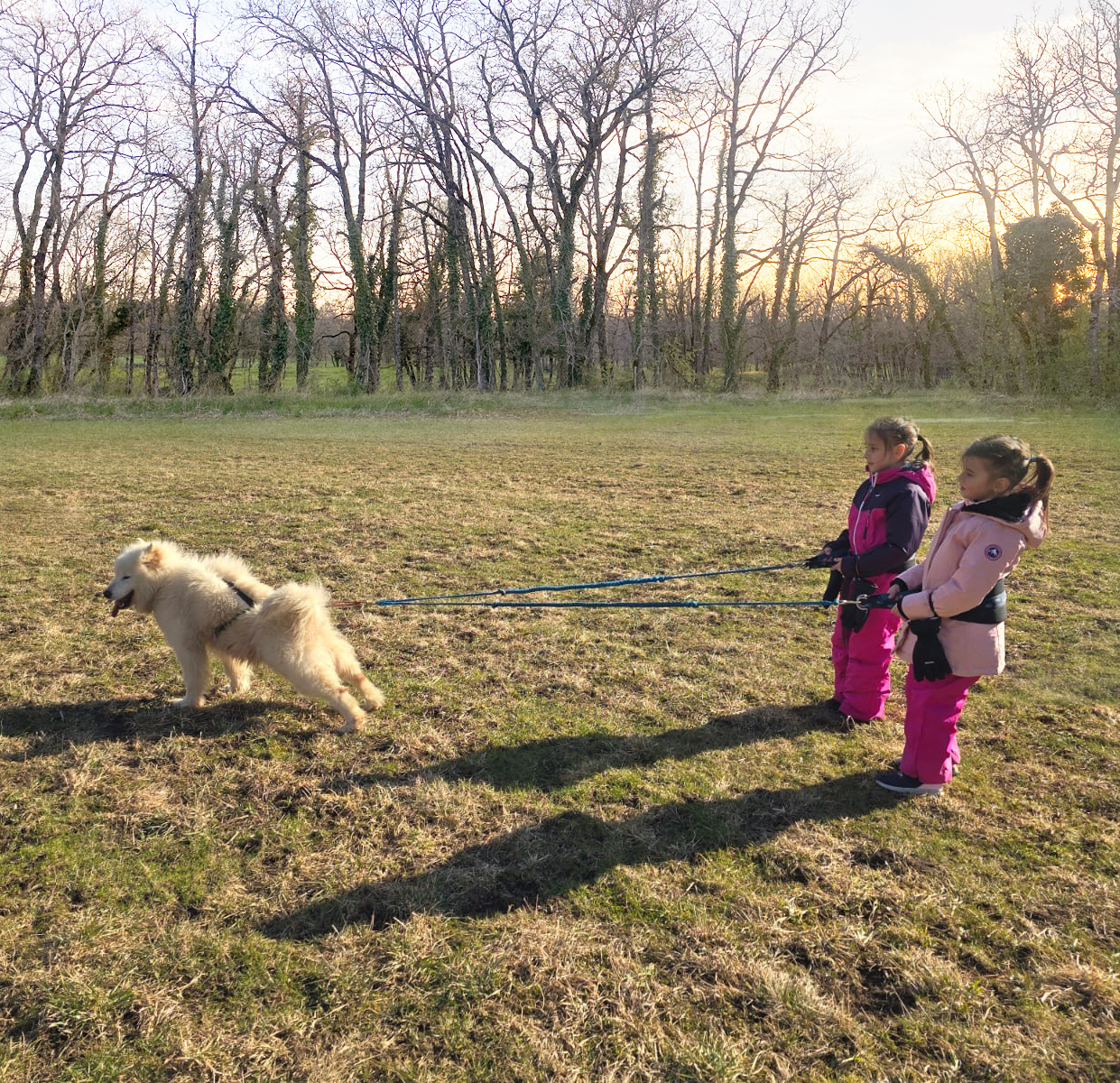Lot Of Dogs - Husky Expérience, Lalbenque - photo 3