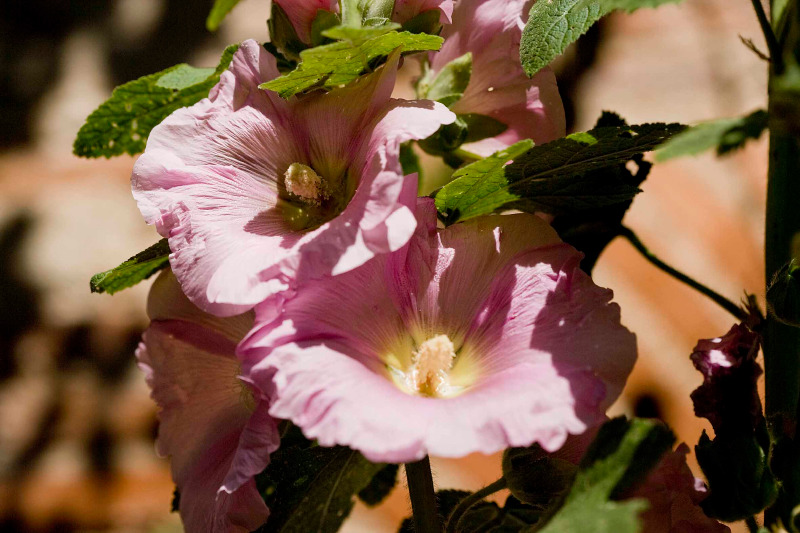 A la Découverte des Châteaux du Causse de Martel, Mayrac