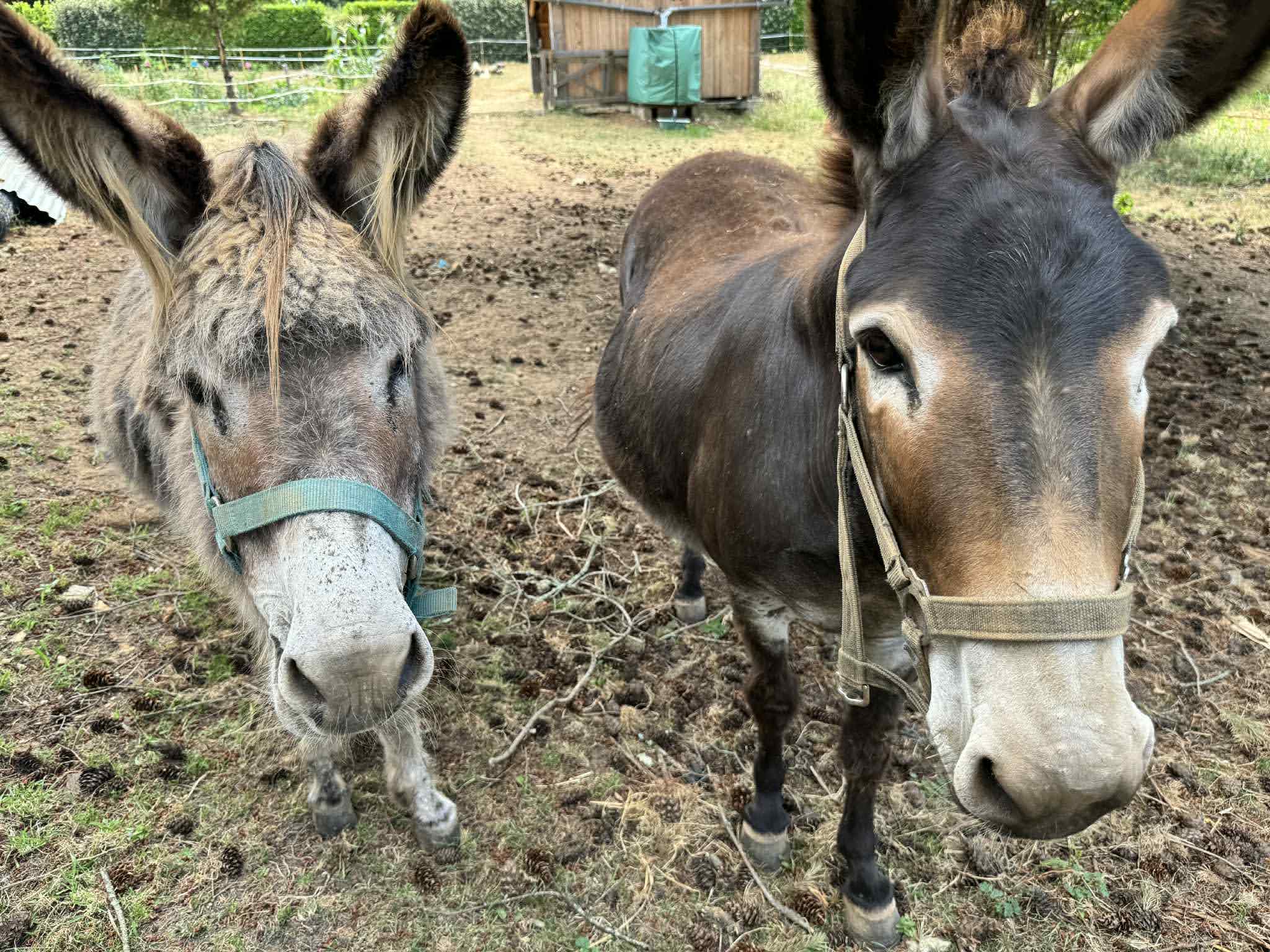 La maison Tête de Bois, Milhac - photo 3