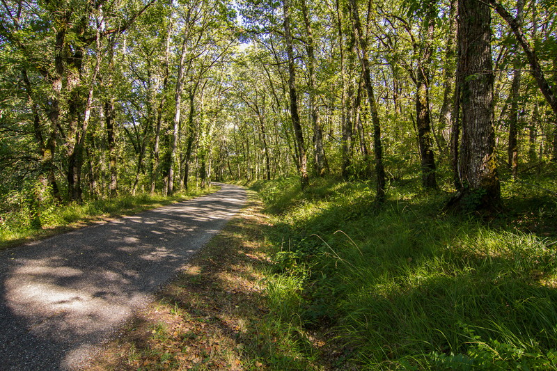 Route en sous-bois