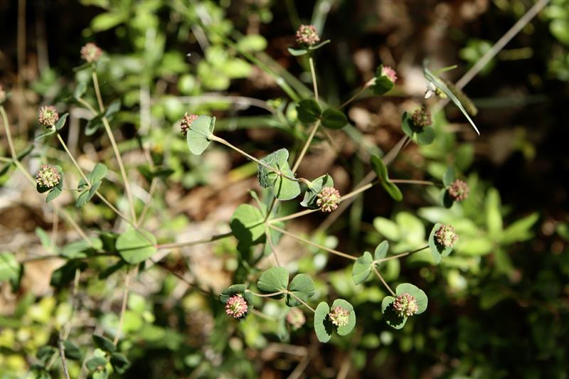 Flore du Causse
