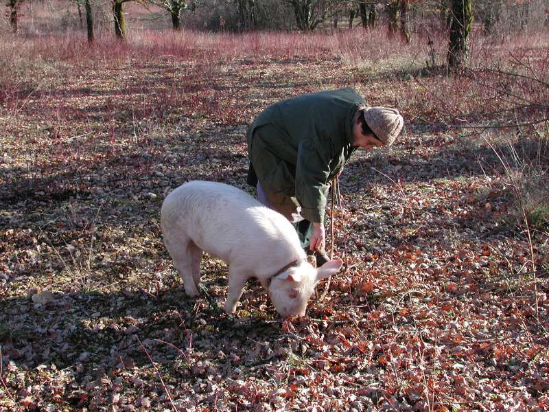 Labenque - Cavage au Cochon