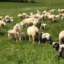 Ferme du Mas del Bos