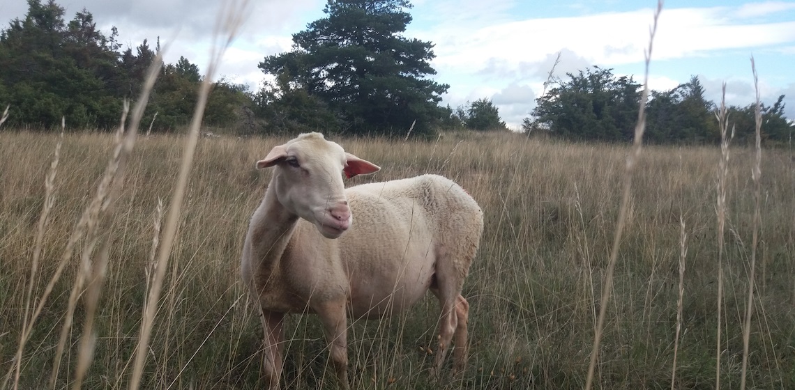 Spectacle : Larzac ! de Philippe Durand, Cie 13.36