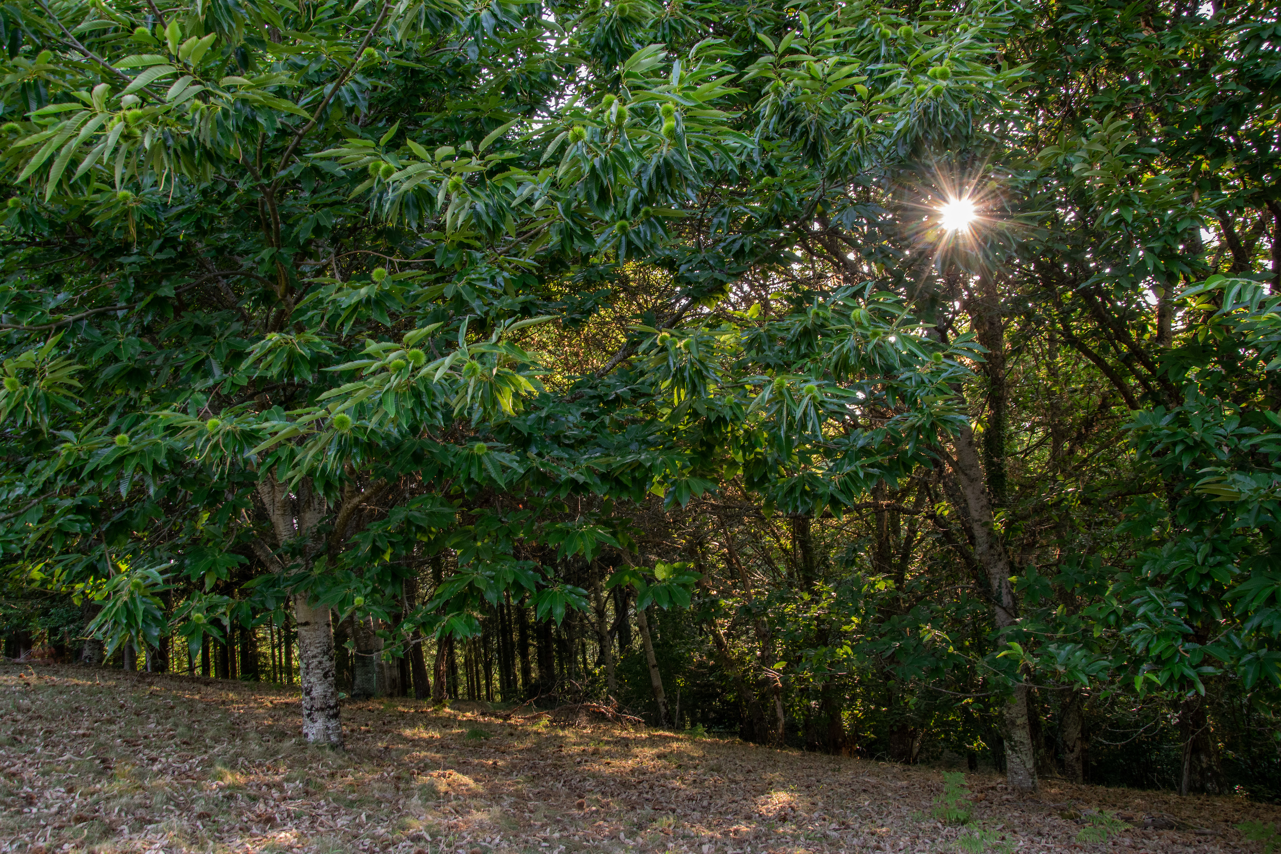 Chataigneraie du Ségala