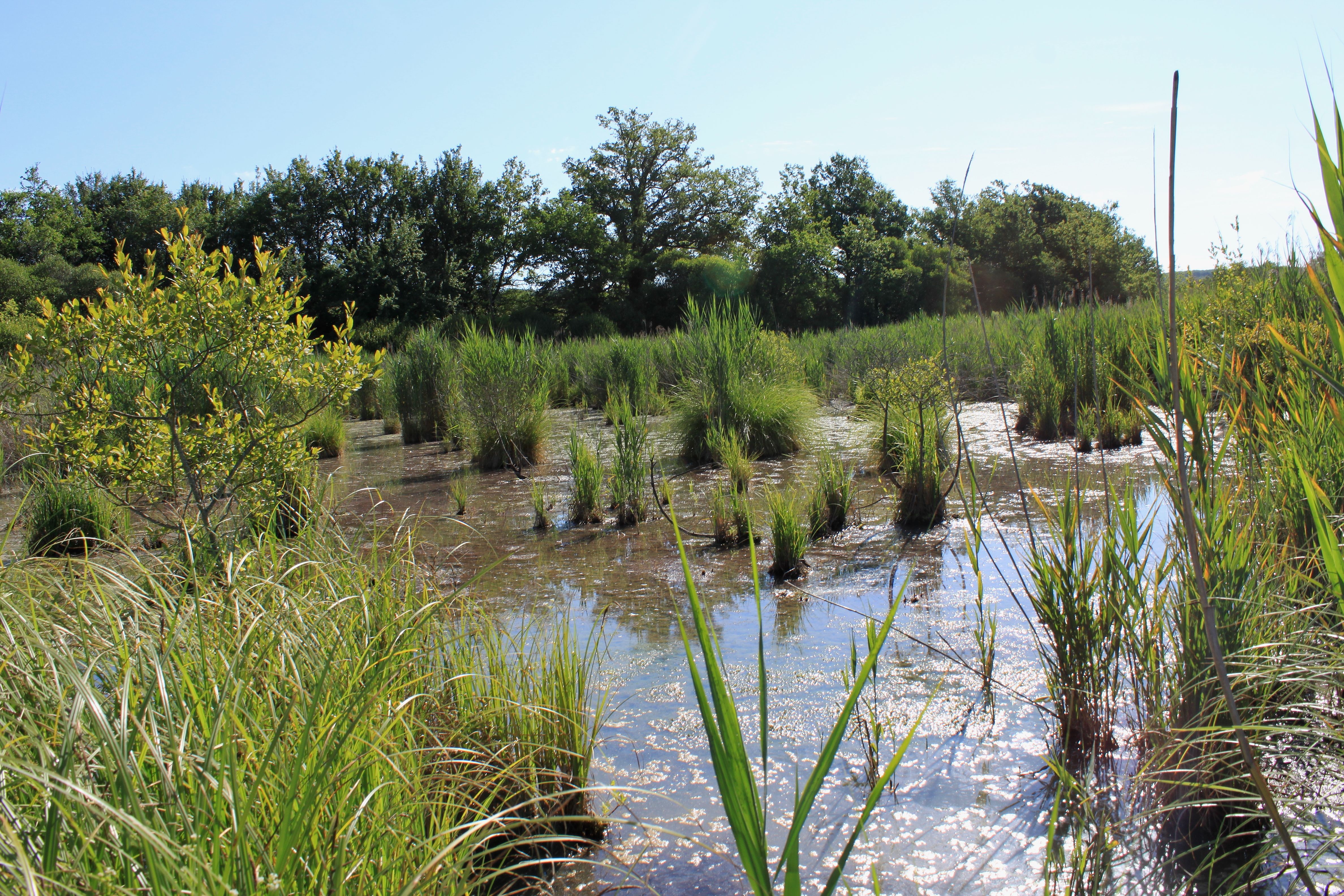 8405367_reserve_naturelle_marais_de_bonnefontphoto_03072012_10jpg