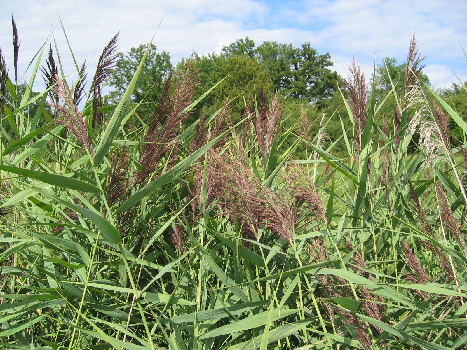 8405390_la_roseliere_-_phragmites_1jpg
